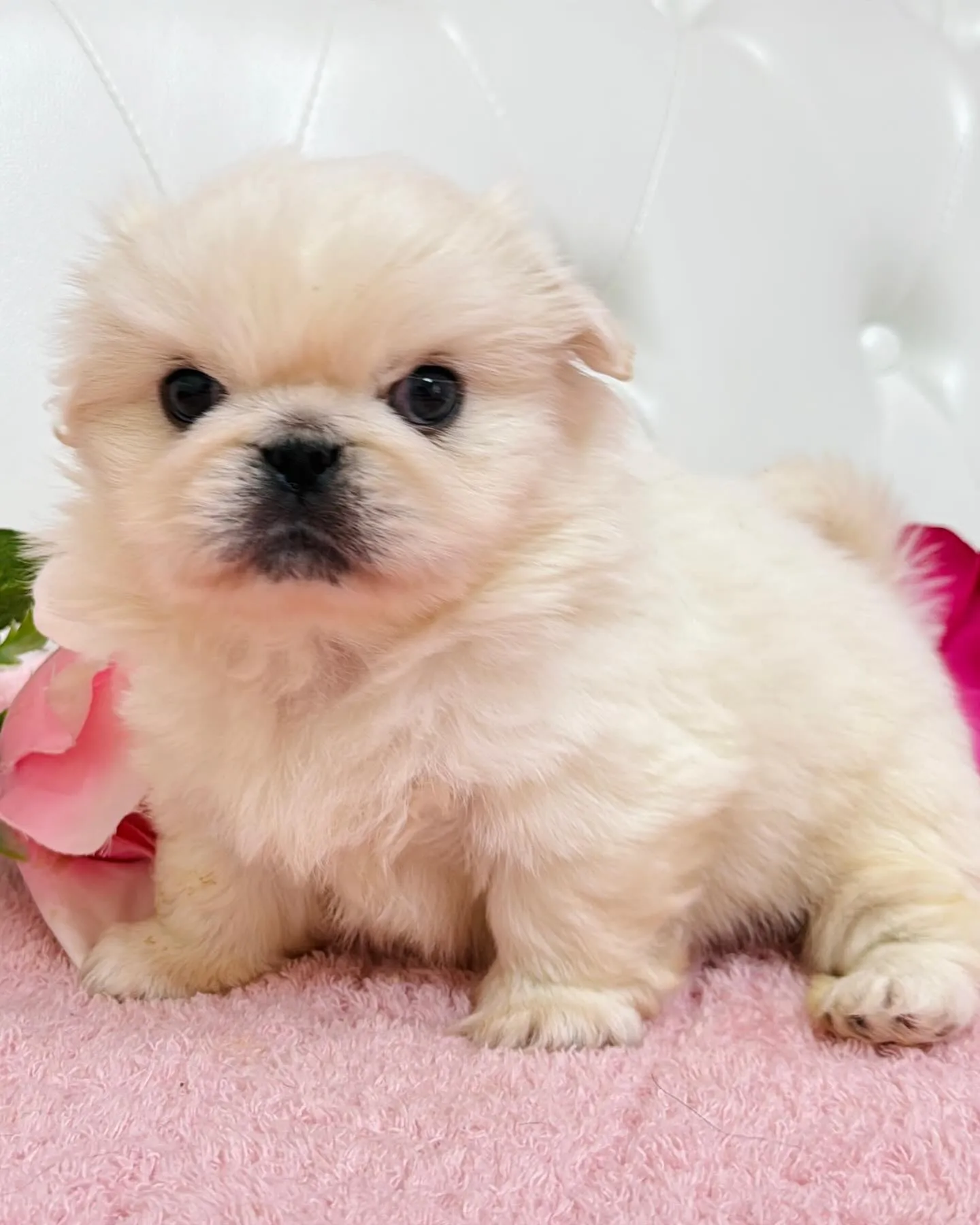 ペキニーズ/子犬/パピーランドシェリエ/埼玉ブリーダー