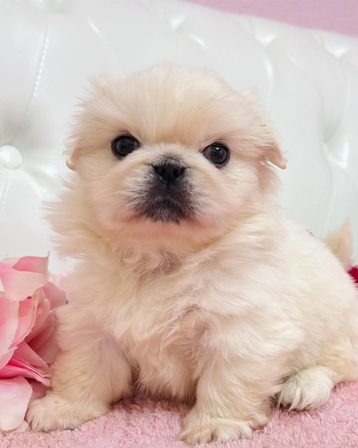 ペキニーズ/子犬/パピーランドシェリエ/埼玉ブリーダー