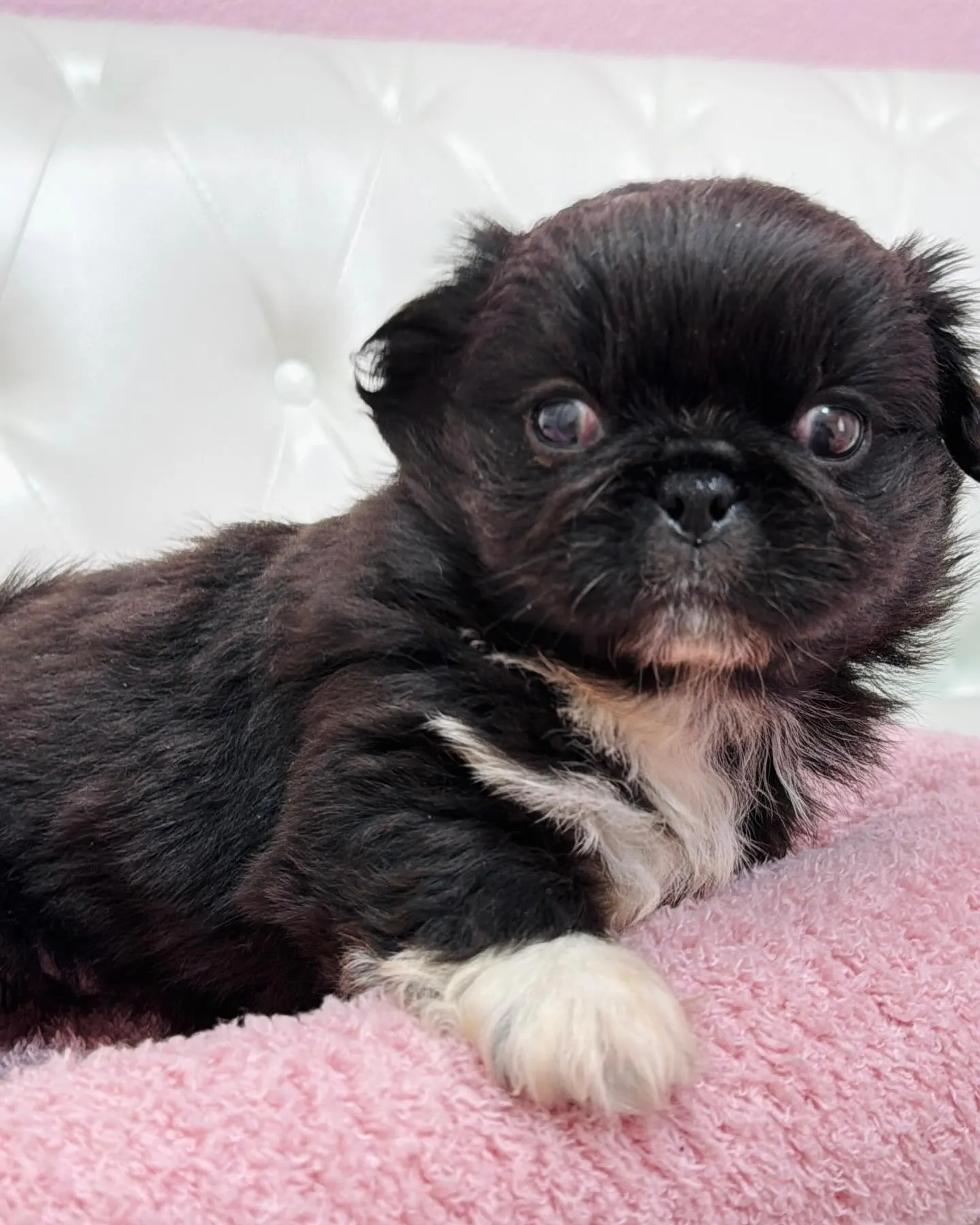 とっても珍しいブラックアンドホワイトの柄も左右対象でめっちゃ...