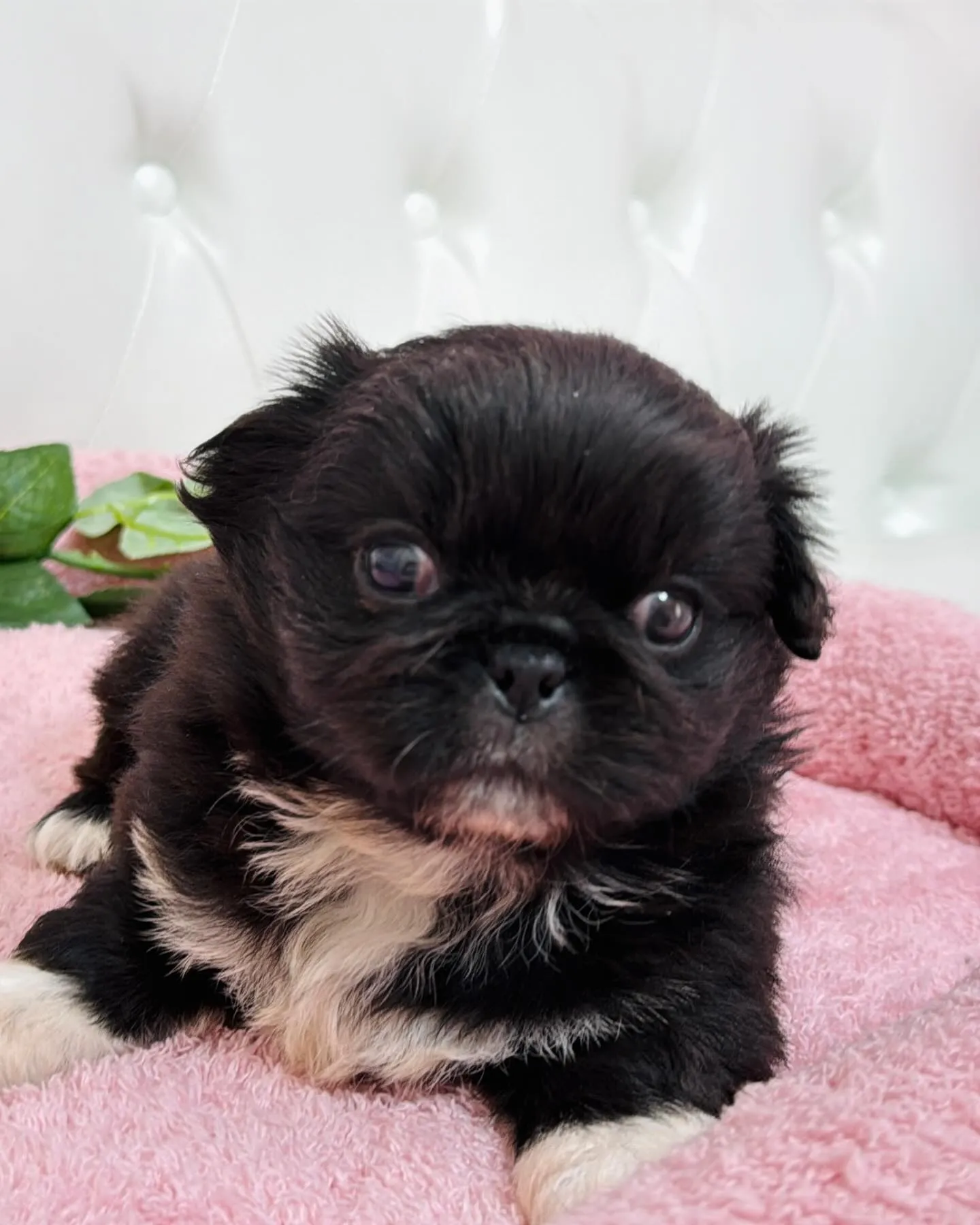 とっても珍しいブラックアンドホワイトの柄も左右対象でめっちゃ...