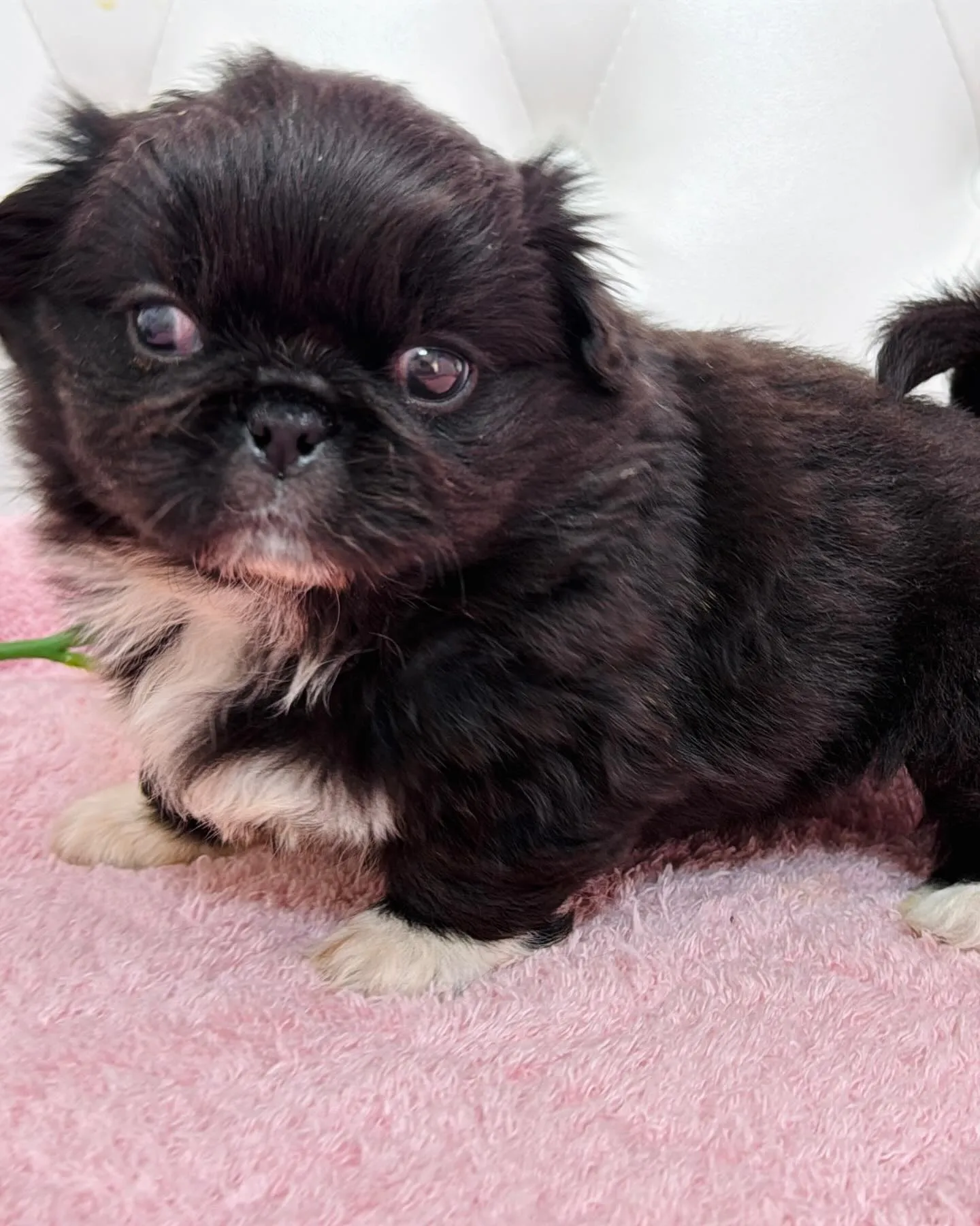 とっても珍しいブラックアンドホワイトの柄も左右対象でめっちゃ...