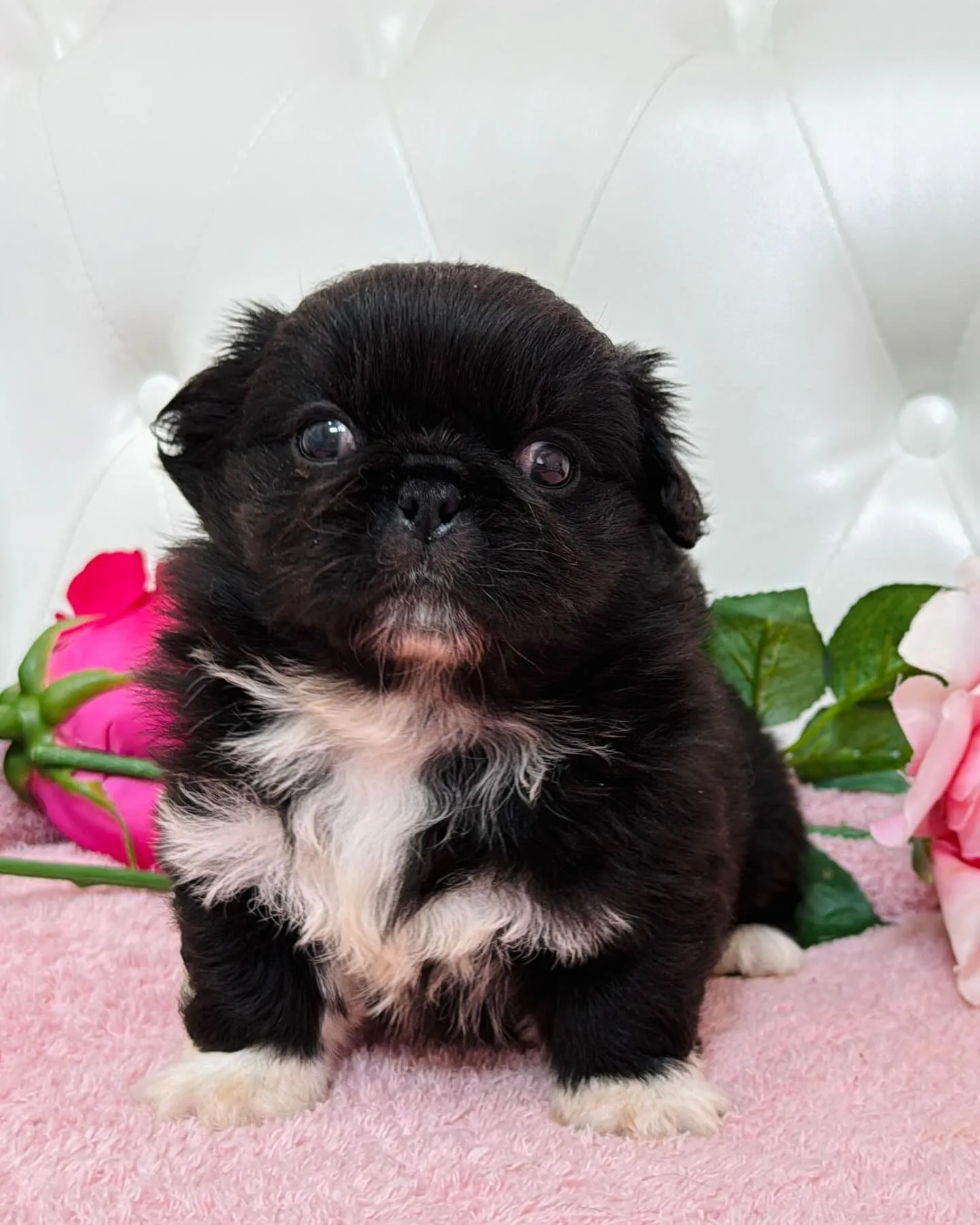 とっても珍しいブラックアンドホワイトの柄も左右対象でめっちゃ...