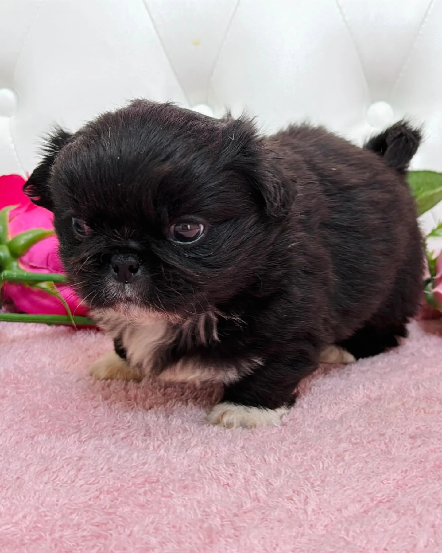 とっても珍しいブラックアンドホワイトの柄も左右対象でめっちゃ...