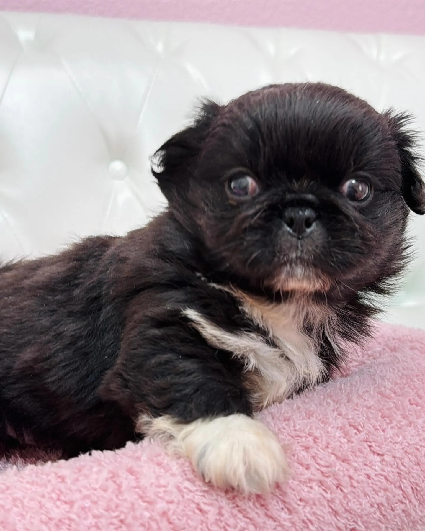 とっても珍しいブラックアンドホワイトの柄も左右対象でめっちゃ...