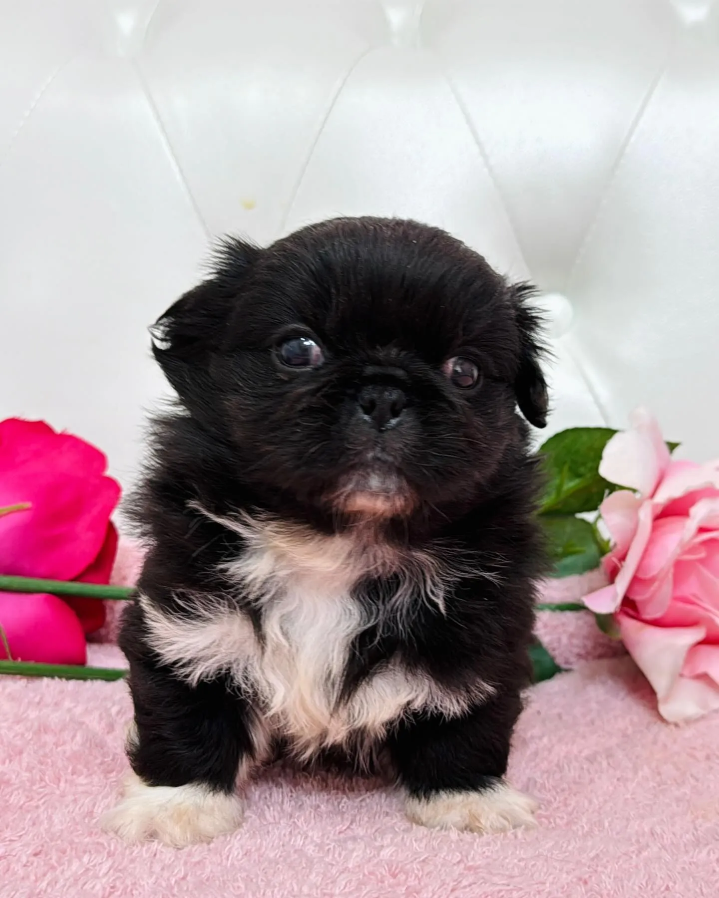 とっても珍しいブラックアンドホワイトの柄も左右対象でめっちゃ...