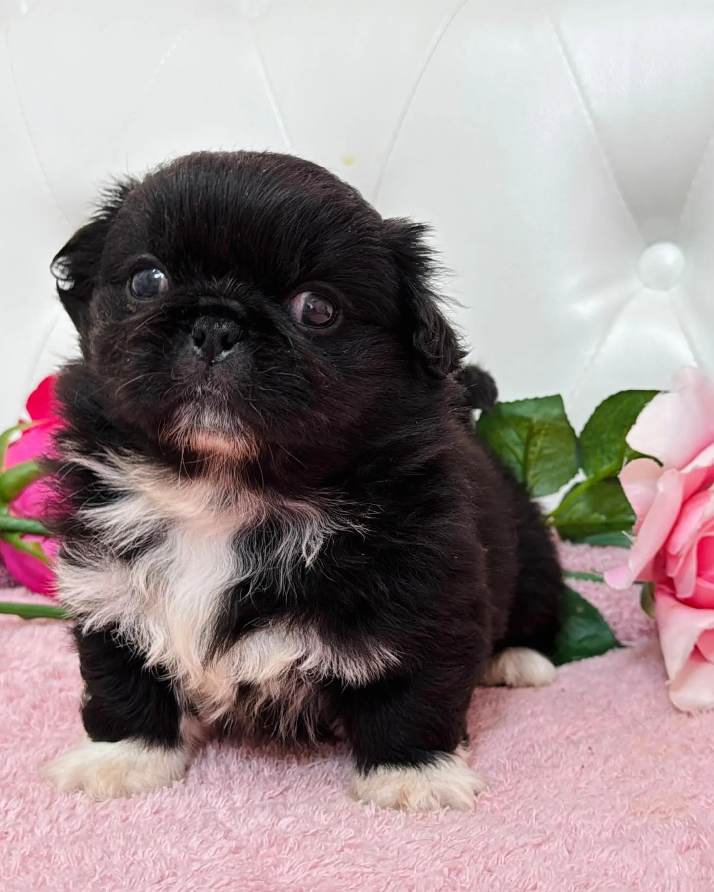 とっても珍しいブラックアンドホワイトの柄も左右対象でめっちゃ...