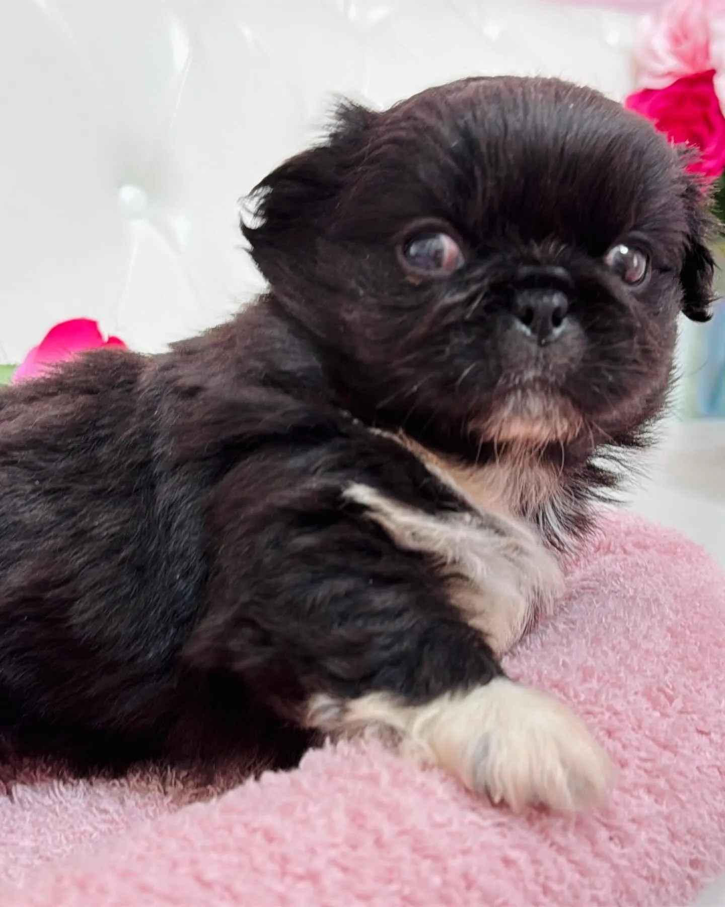 とっても珍しいブラックアンドホワイトの柄も左右対象でめっちゃ...