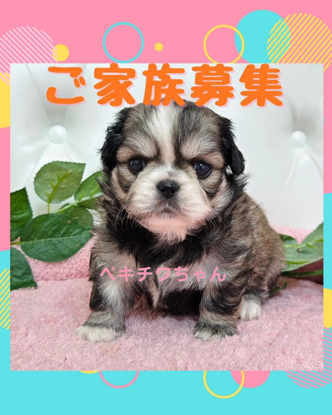 チワペキ/ペキチワ/ブリーダー直販/パピーランドシェリエ