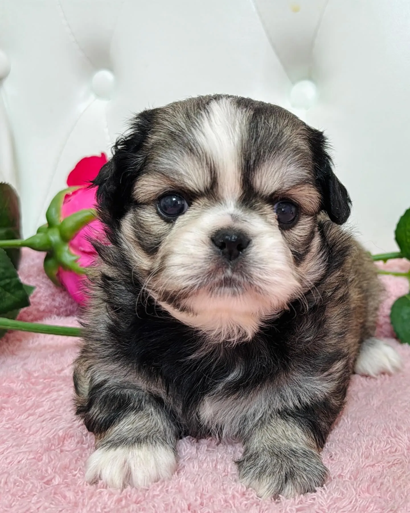 チワペキ/ペキチワ/ブリーダー直販/パピーランドシェリエ