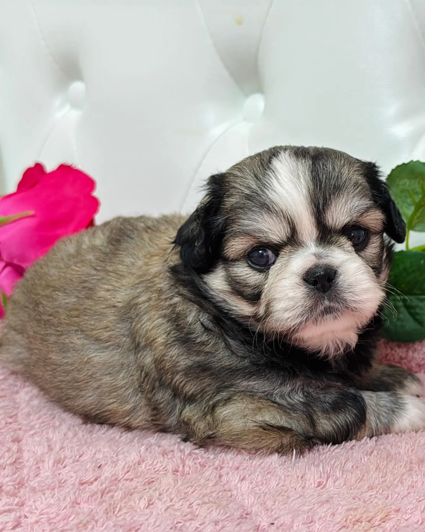 チワペキ/ペキチワ/ブリーダー直販/パピーランドシェリエ