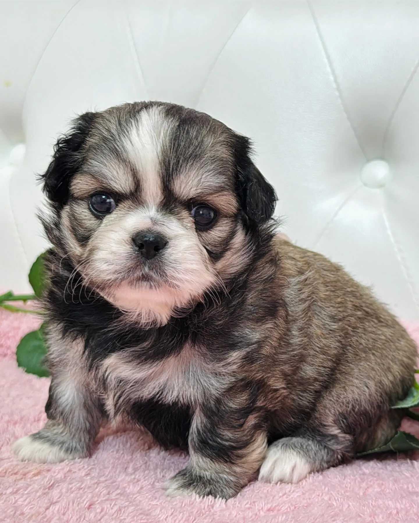 チワペキ/ペキチワ/ブリーダー直販/パピーランドシェリエ