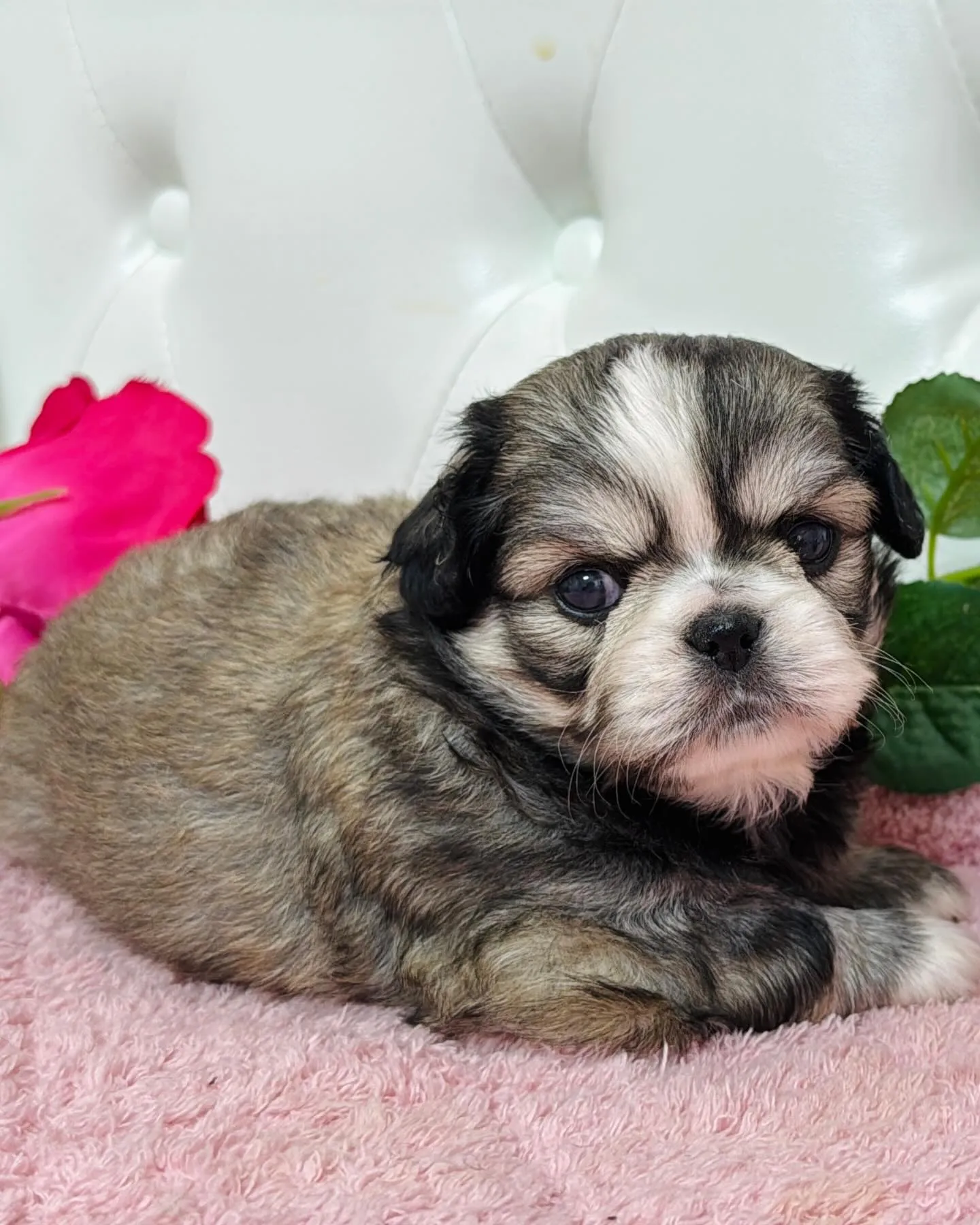 チワペキ/ペキチワ/ブリーダー直販/パピーランドシェリエ