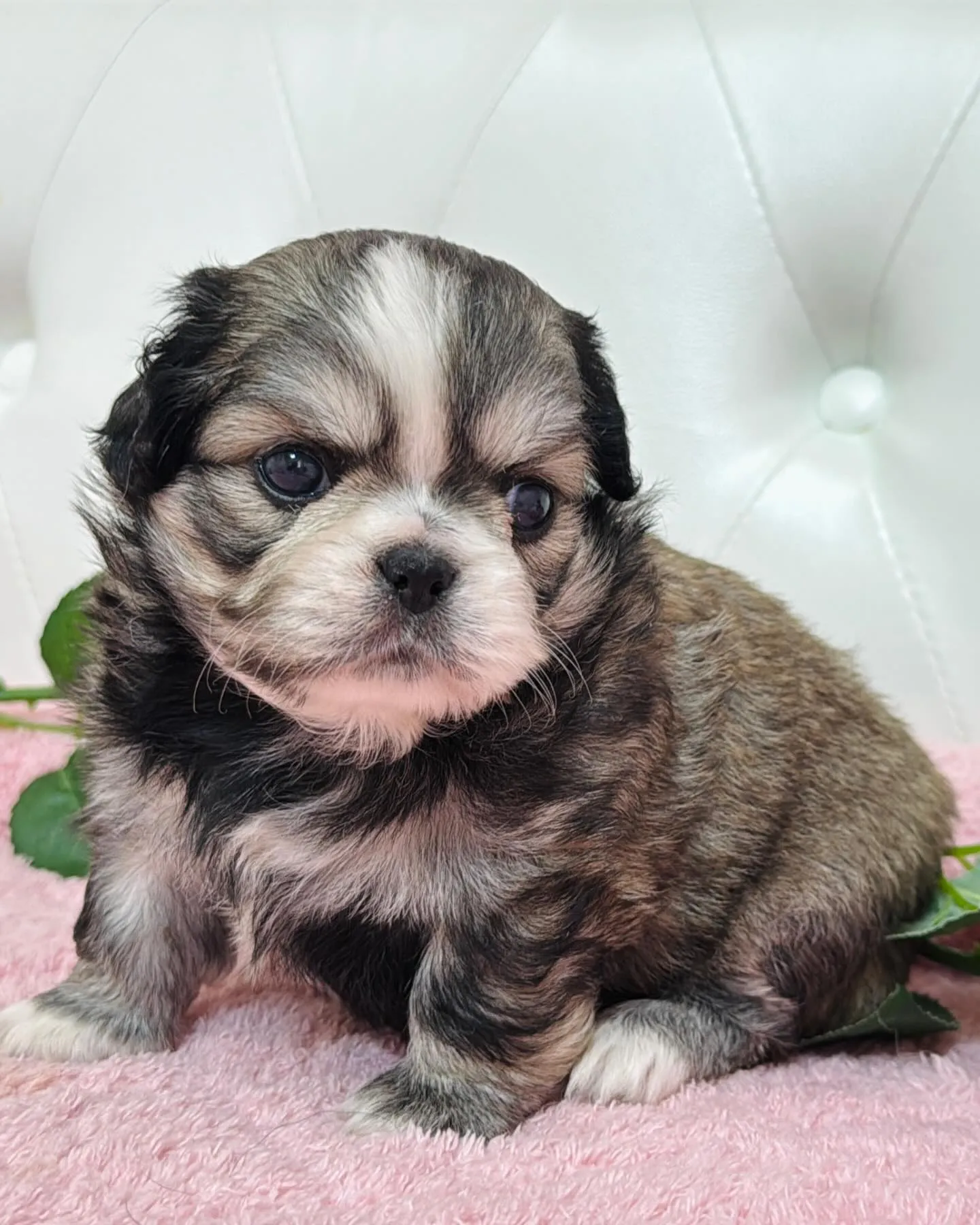 チワペキ/ペキチワ/ブリーダー直販/パピーランドシェリエ