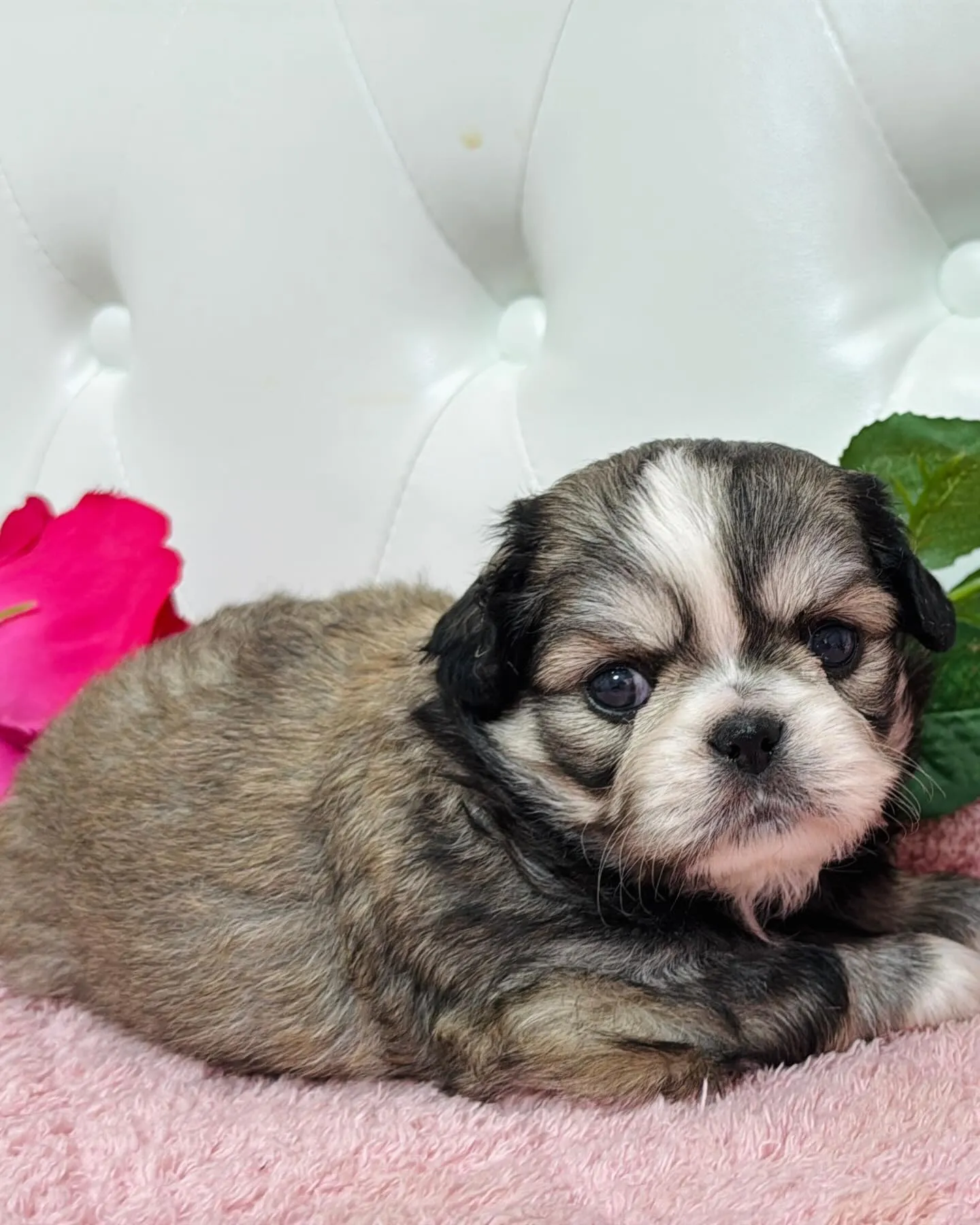 チワペキ/ペキチワ/ブリーダー直販/パピーランドシェリエ