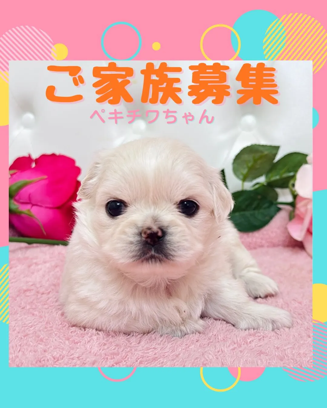 チワペキ/ペキチワ/ブリーダー直販/パピーランドシェリエ