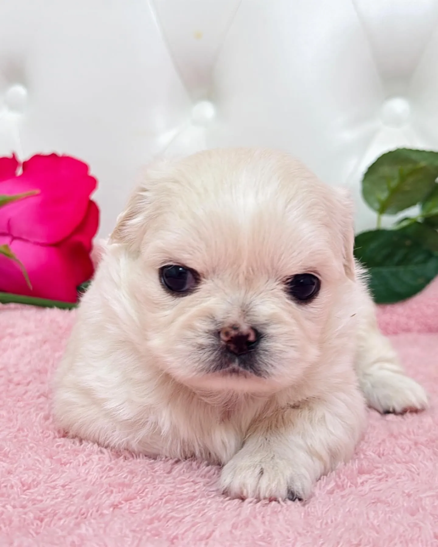 チワペキ/ペキチワ/ブリーダー直販/パピーランドシェリエ