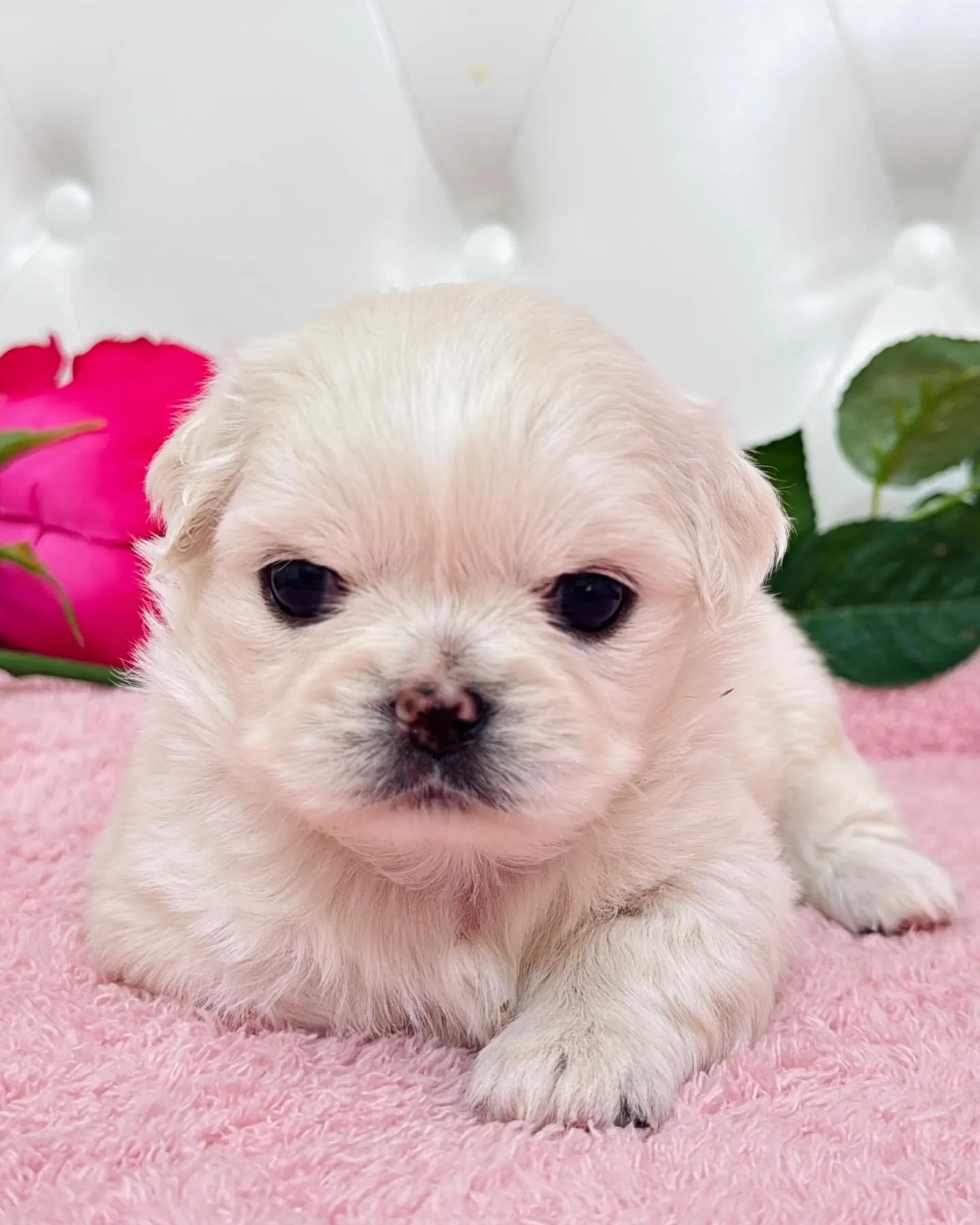 チワペキ/ペキチワ/ブリーダー直販/パピーランドシェリエ