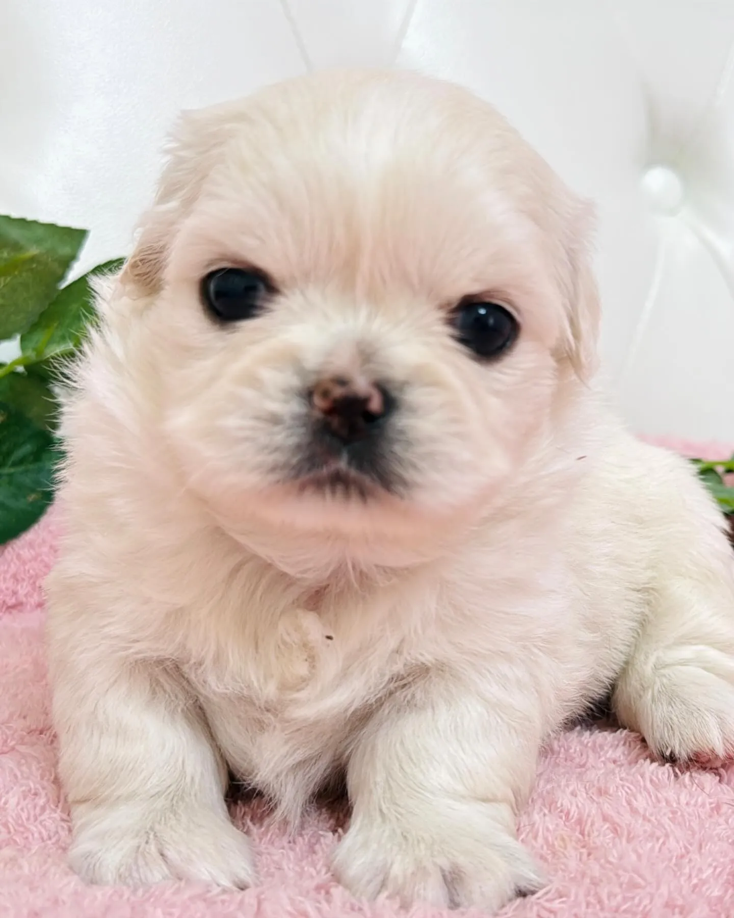 チワペキ/ペキチワ/ブリーダー直販/パピーランドシェリエ