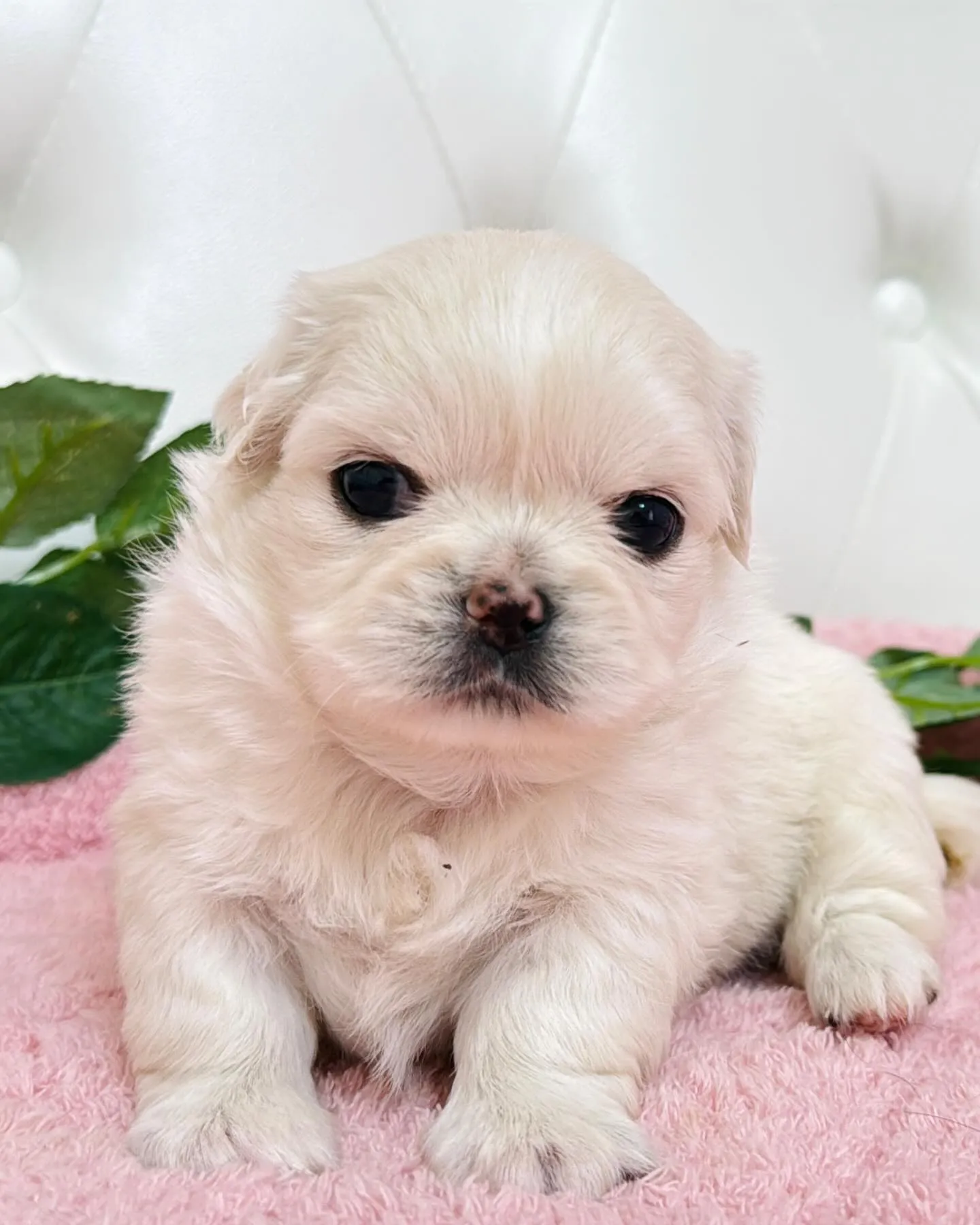 チワペキ/ペキチワ/ブリーダー直販/パピーランドシェリエ