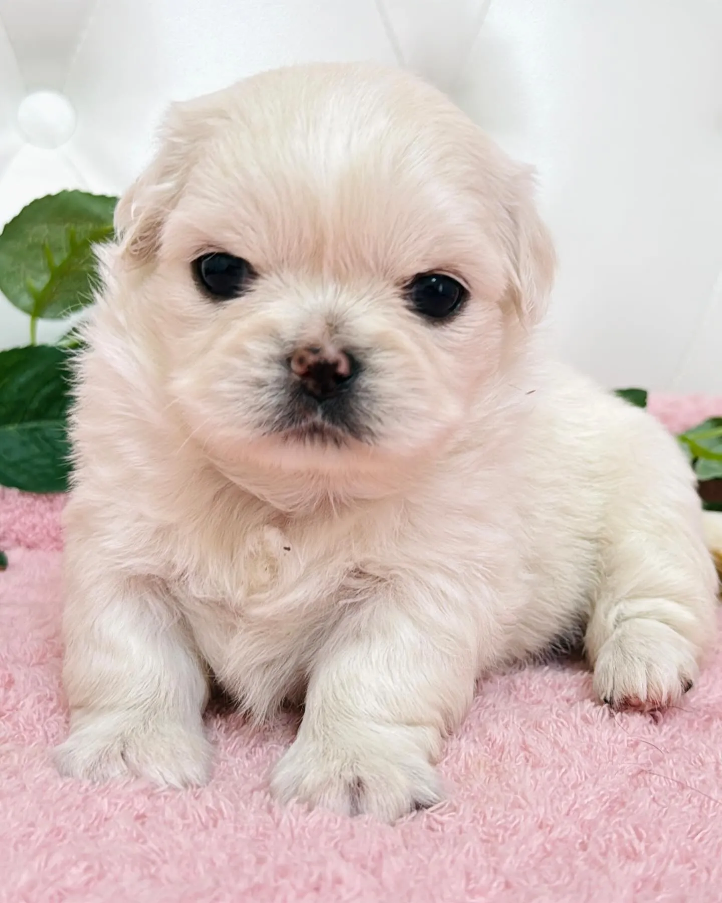 チワペキ/ペキチワ/ブリーダー直販/パピーランドシェリエ