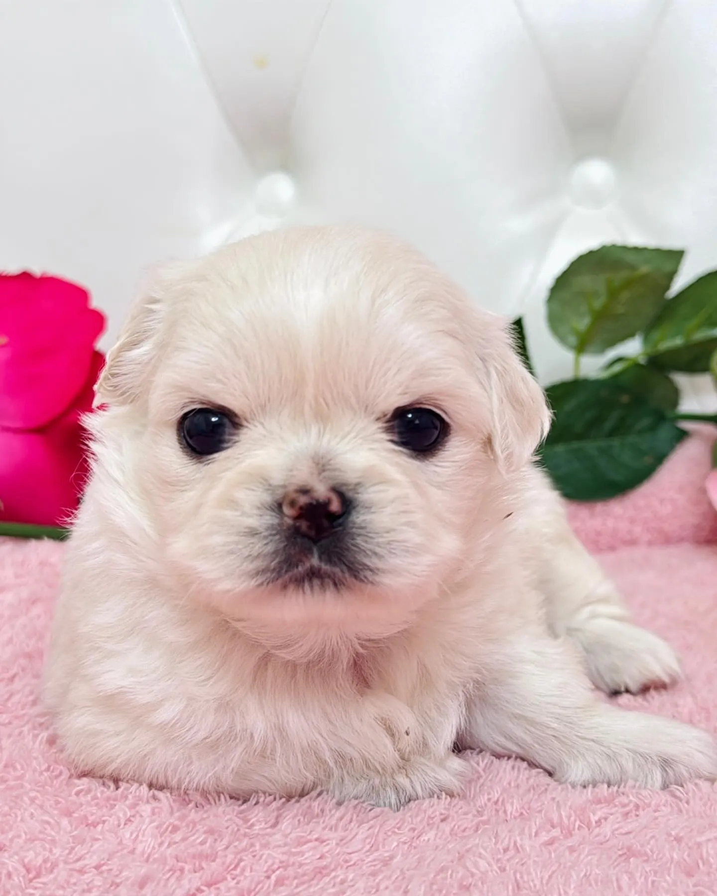 チワペキ/ペキチワ/ブリーダー直販/パピーランドシェリエ