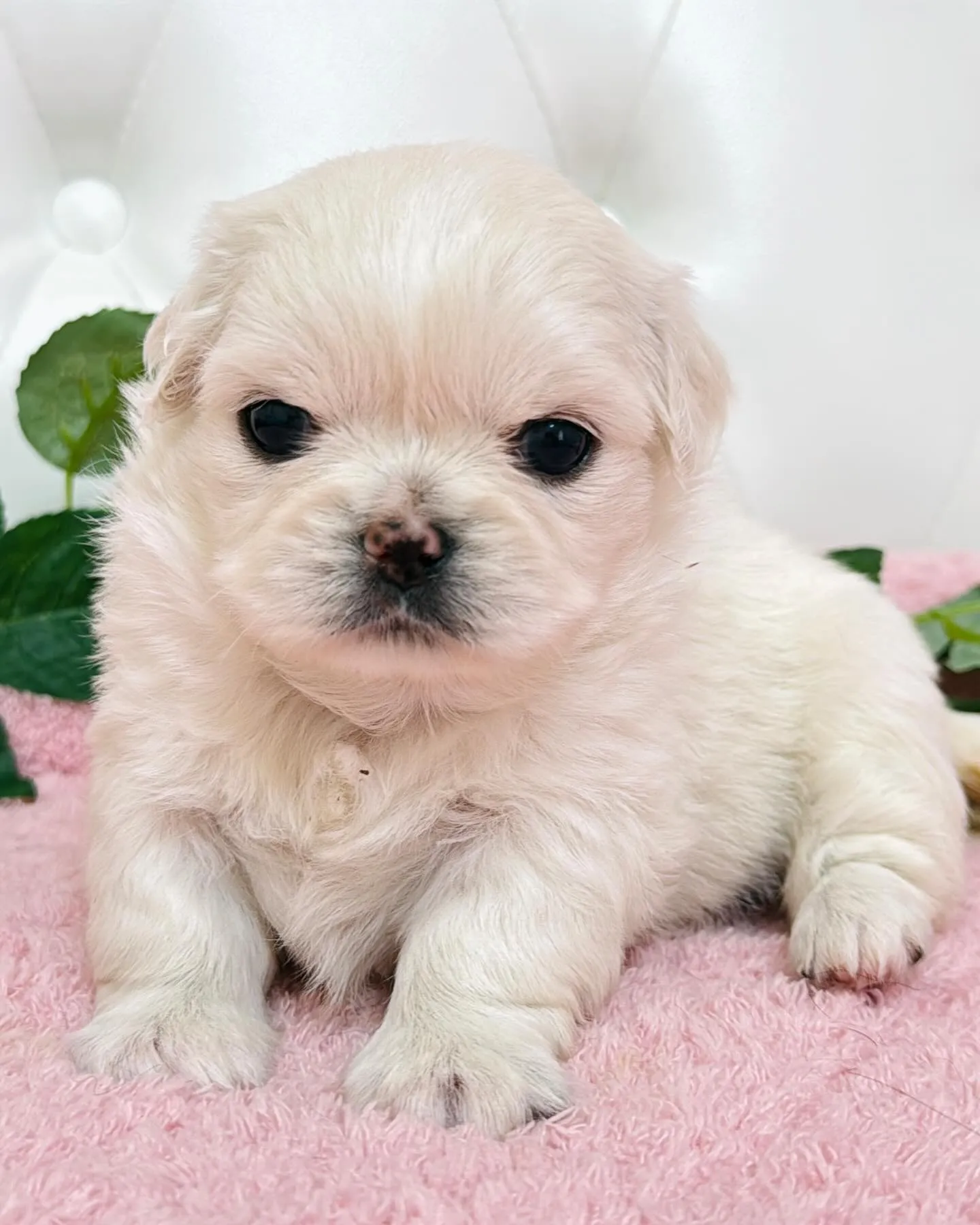 チワペキ/ペキチワ/ブリーダー直販/パピーランドシェリエ