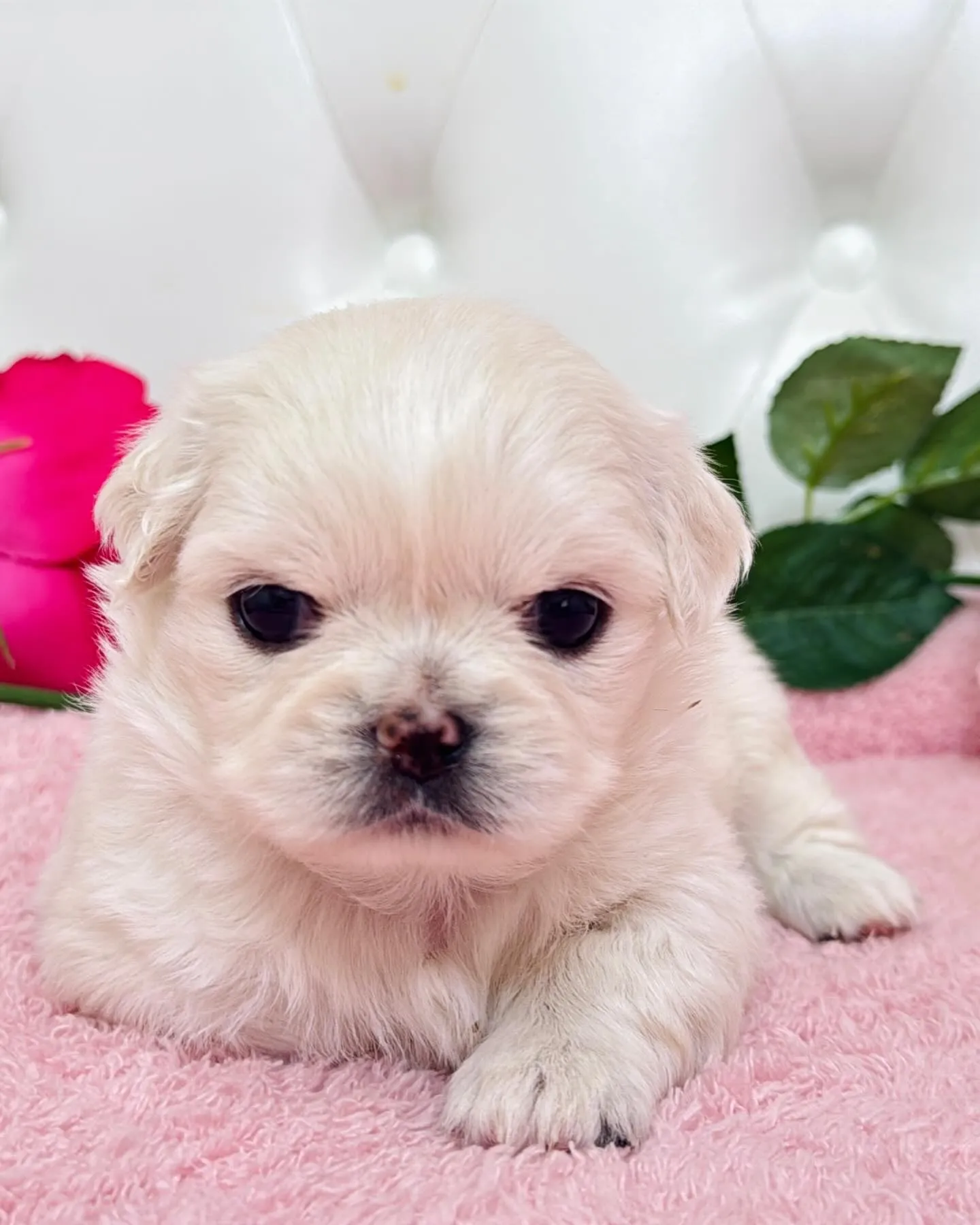 チワペキ/ペキチワ/ブリーダー直販/パピーランドシェリエ