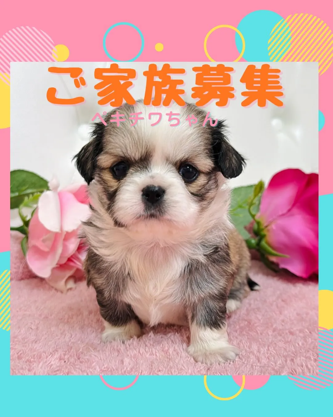 チワペキ/ペキチワ/ブリーダー直販/パピーランドシェリエ