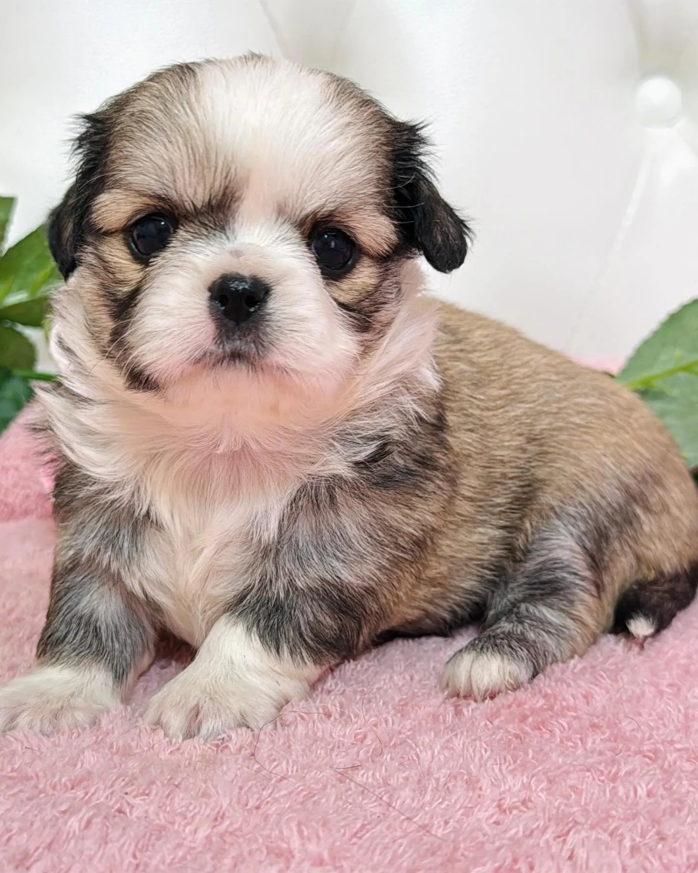 チワペキ/ペキチワ/ブリーダー直販/パピーランドシェリエ