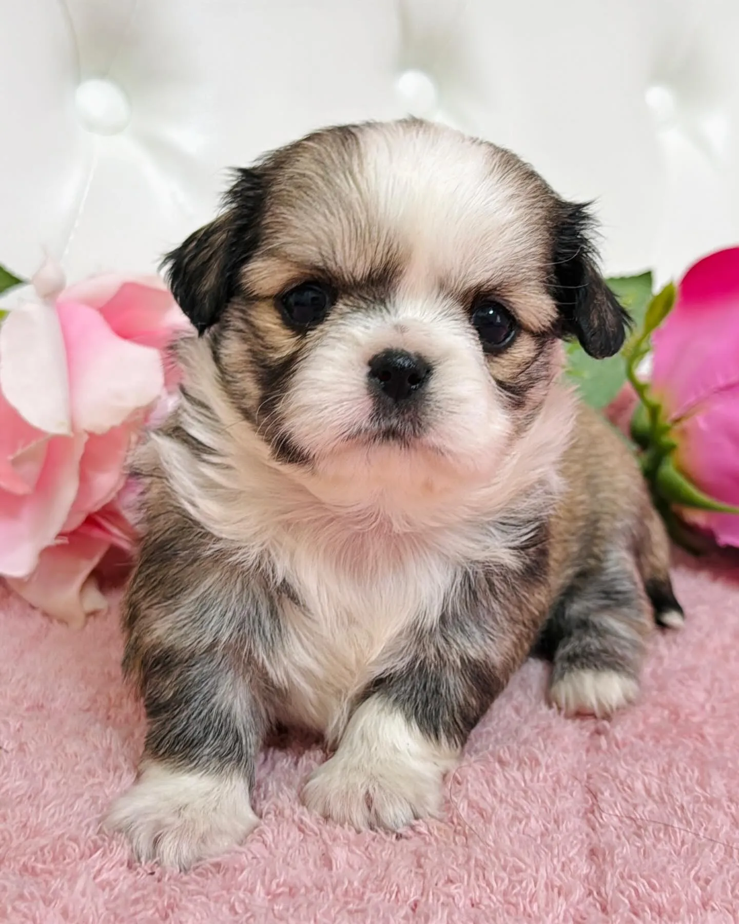 チワペキ/ペキチワ/ブリーダー直販/パピーランドシェリエ