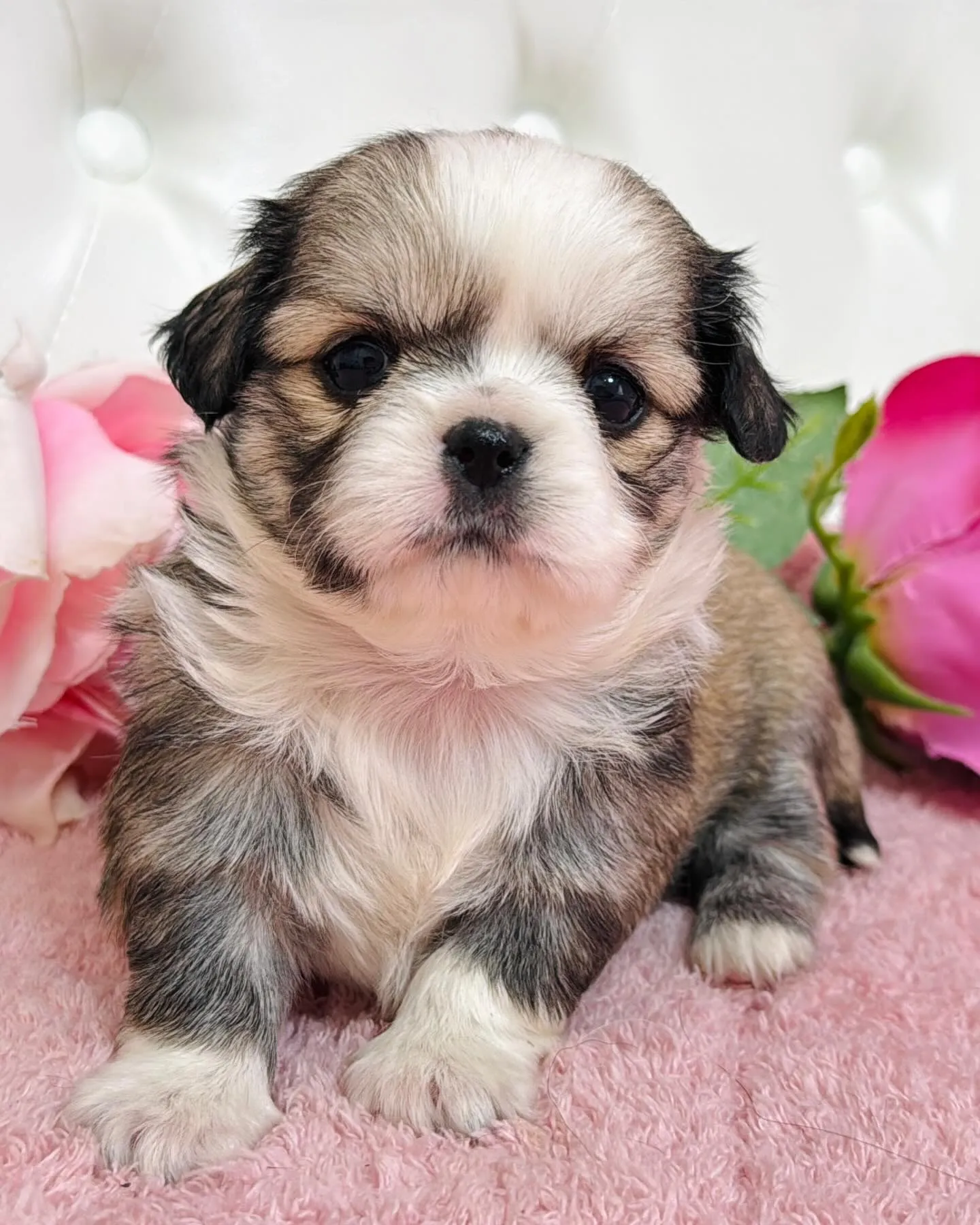 チワペキ/ペキチワ/ブリーダー直販/パピーランドシェリエ