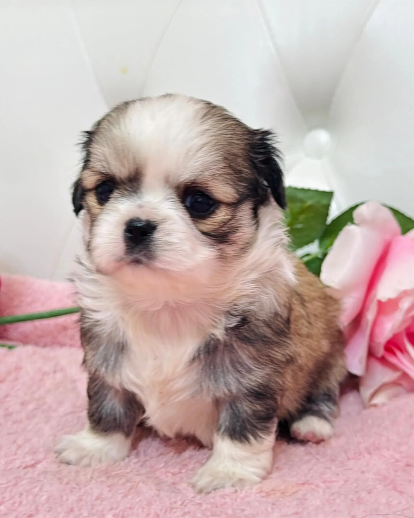 チワペキ/ペキチワ/ブリーダー直販/パピーランドシェリエ