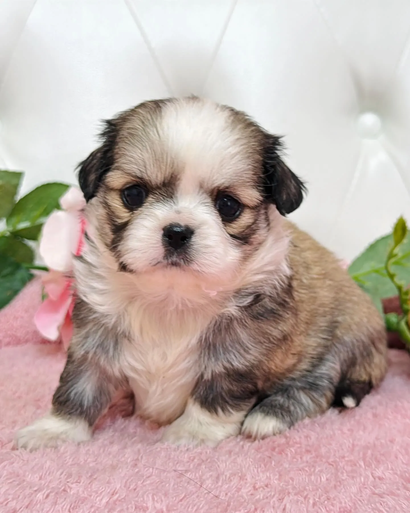 チワペキ/ペキチワ/ブリーダー直販/パピーランドシェリエ