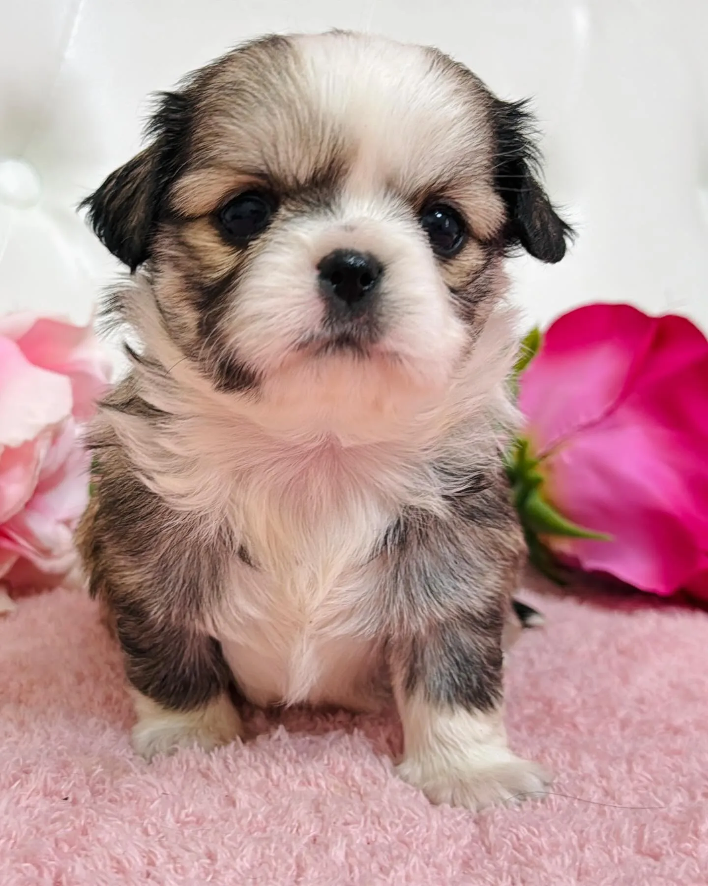 チワペキ/ペキチワ/ブリーダー直販/パピーランドシェリエ