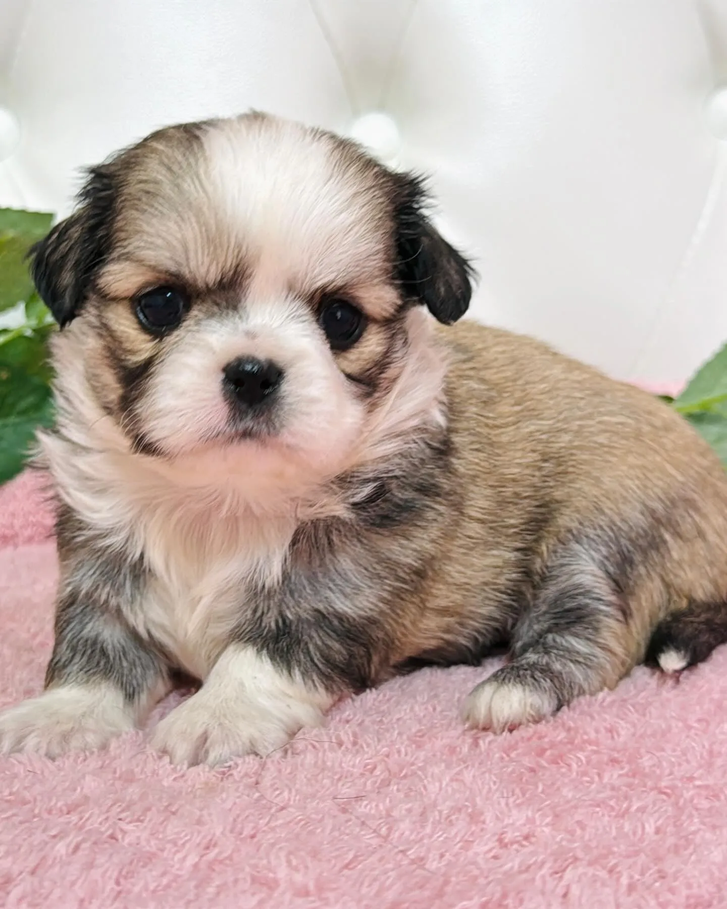 チワペキ/ペキチワ/ブリーダー直販/パピーランドシェリエ