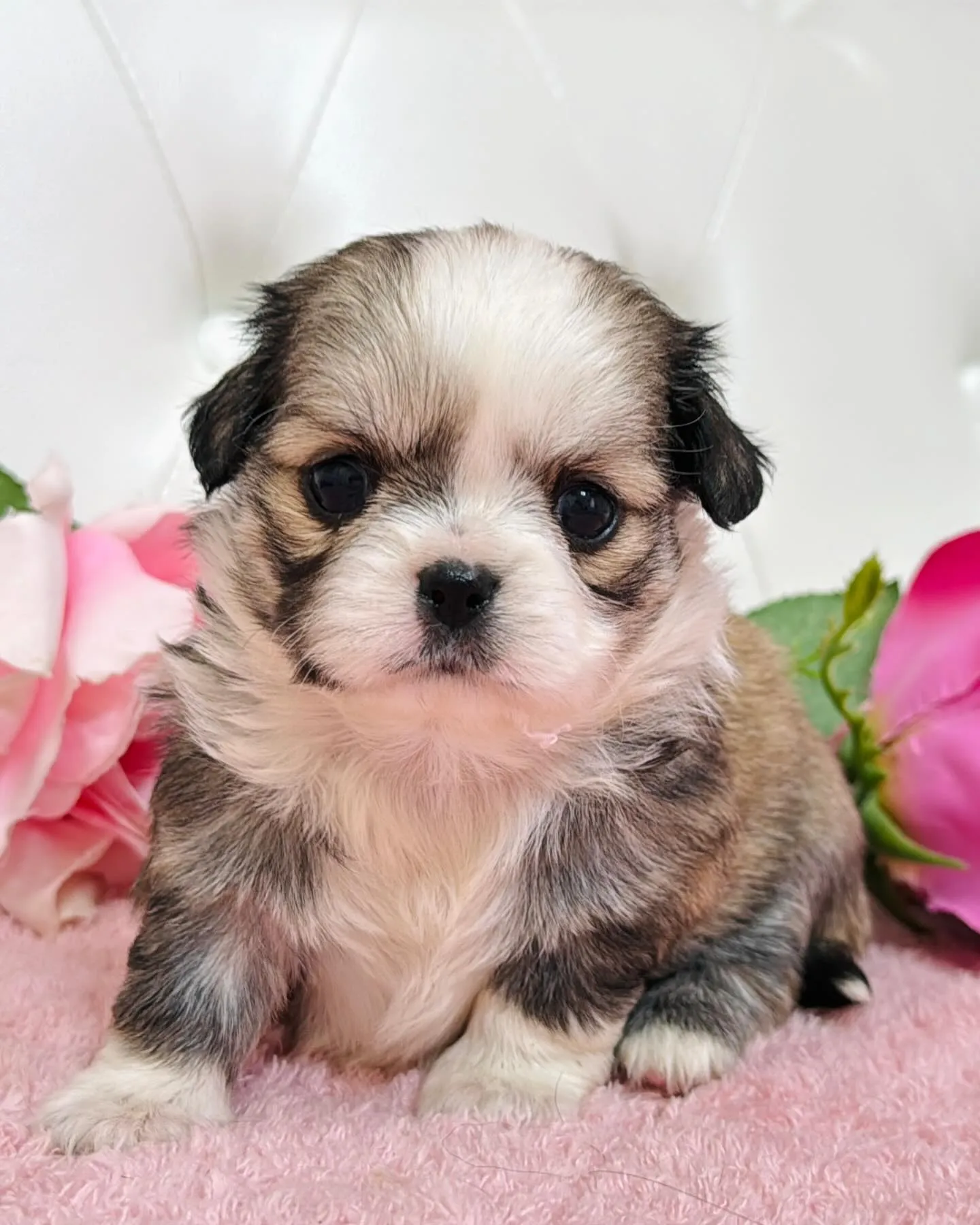 チワペキ/ペキチワ/ブリーダー直販/パピーランドシェリエ