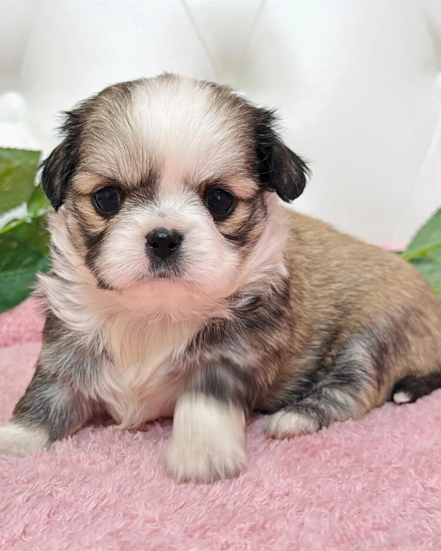 チワペキ/ペキチワ/ブリーダー直販/パピーランドシェリエ