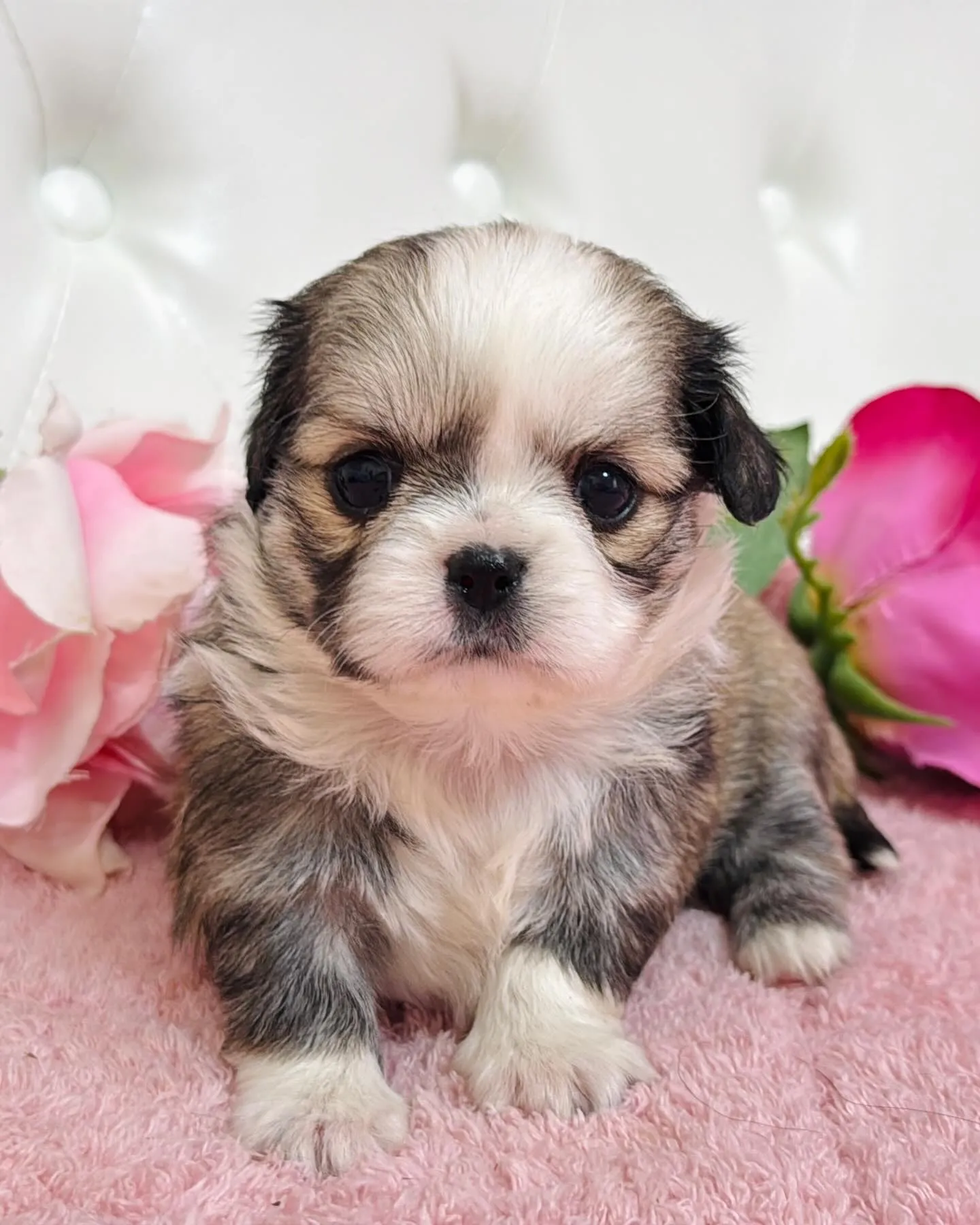 チワペキ/ペキチワ/ブリーダー直販/パピーランドシェリエ