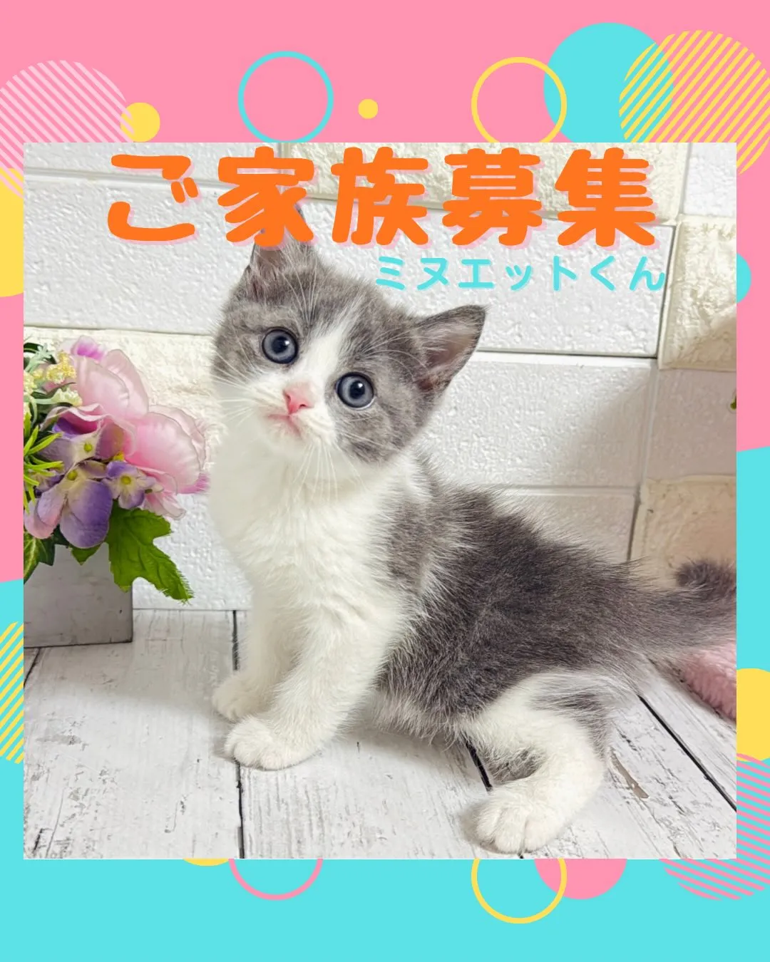 ミヌエット/ブリーダー直販/パピーランドシェリエ/子猫販売