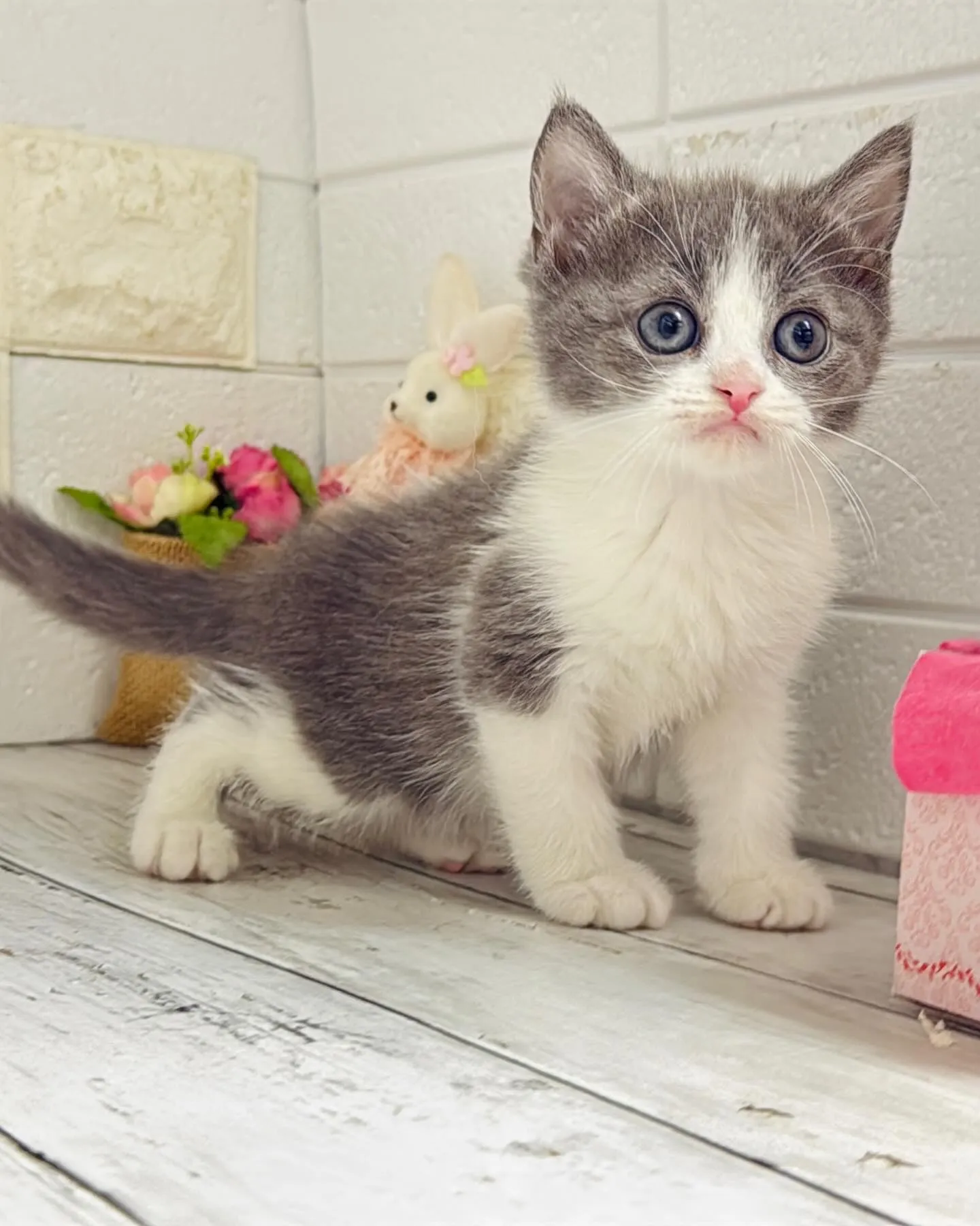 ミヌエット/ブリーダー直販/パピーランドシェリエ/子猫販売