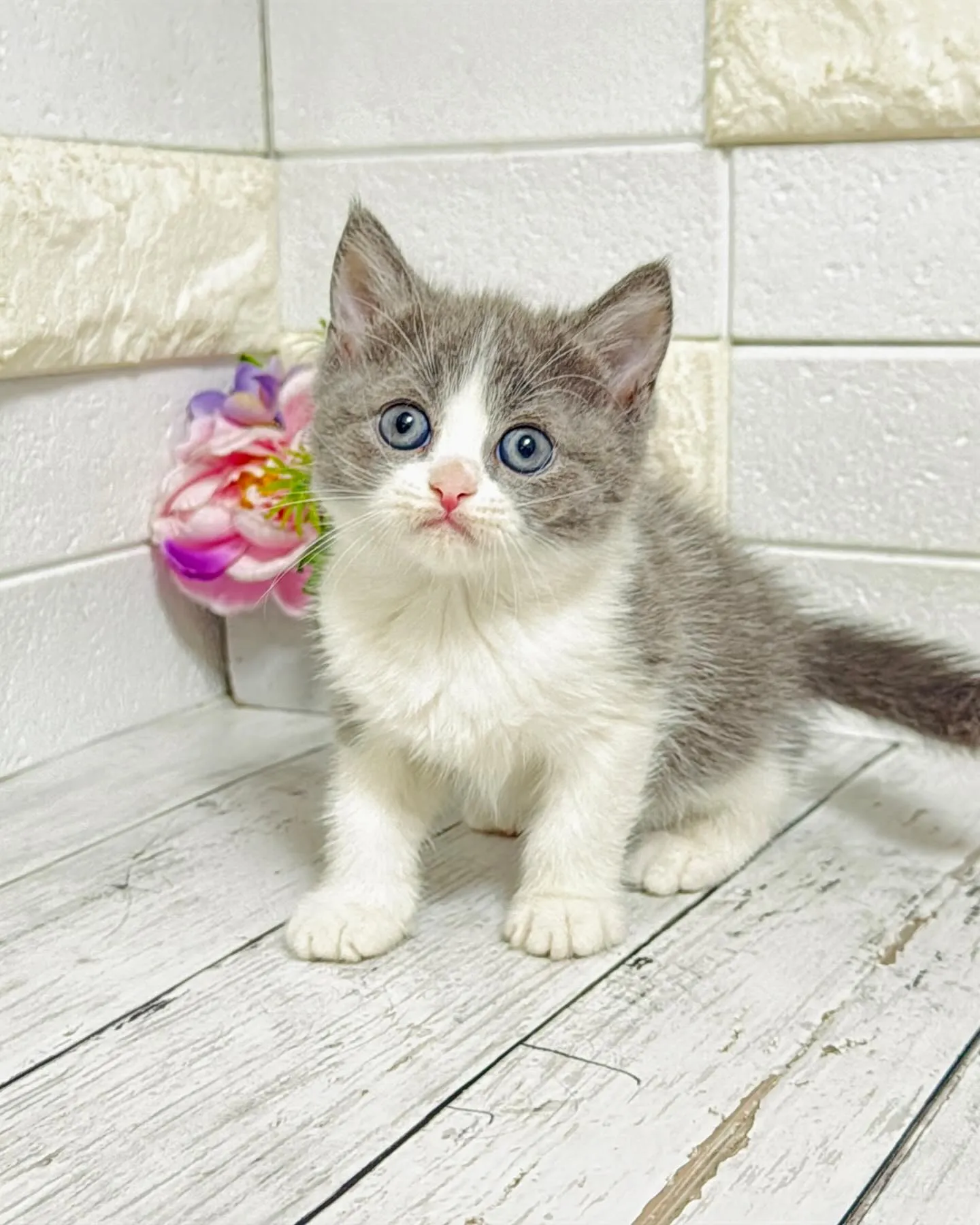 ミヌエット/ブリーダー直販/パピーランドシェリエ/子猫販売