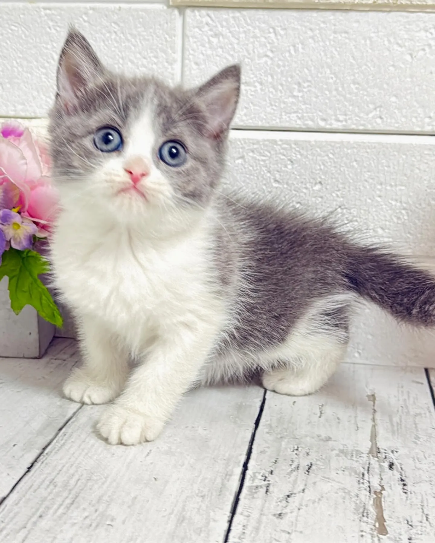 ミヌエット/ブリーダー直販/パピーランドシェリエ/子猫販売