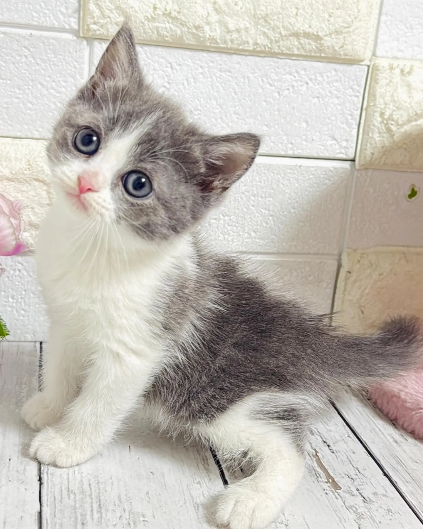 ミヌエット/ブリーダー直販/パピーランドシェリエ/子猫販売