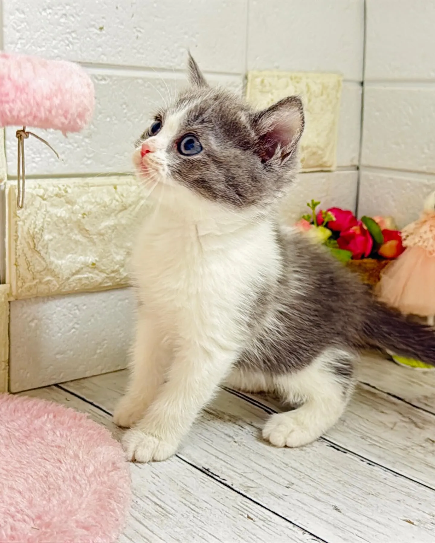 ミヌエット/ブリーダー直販/パピーランドシェリエ/子猫販売