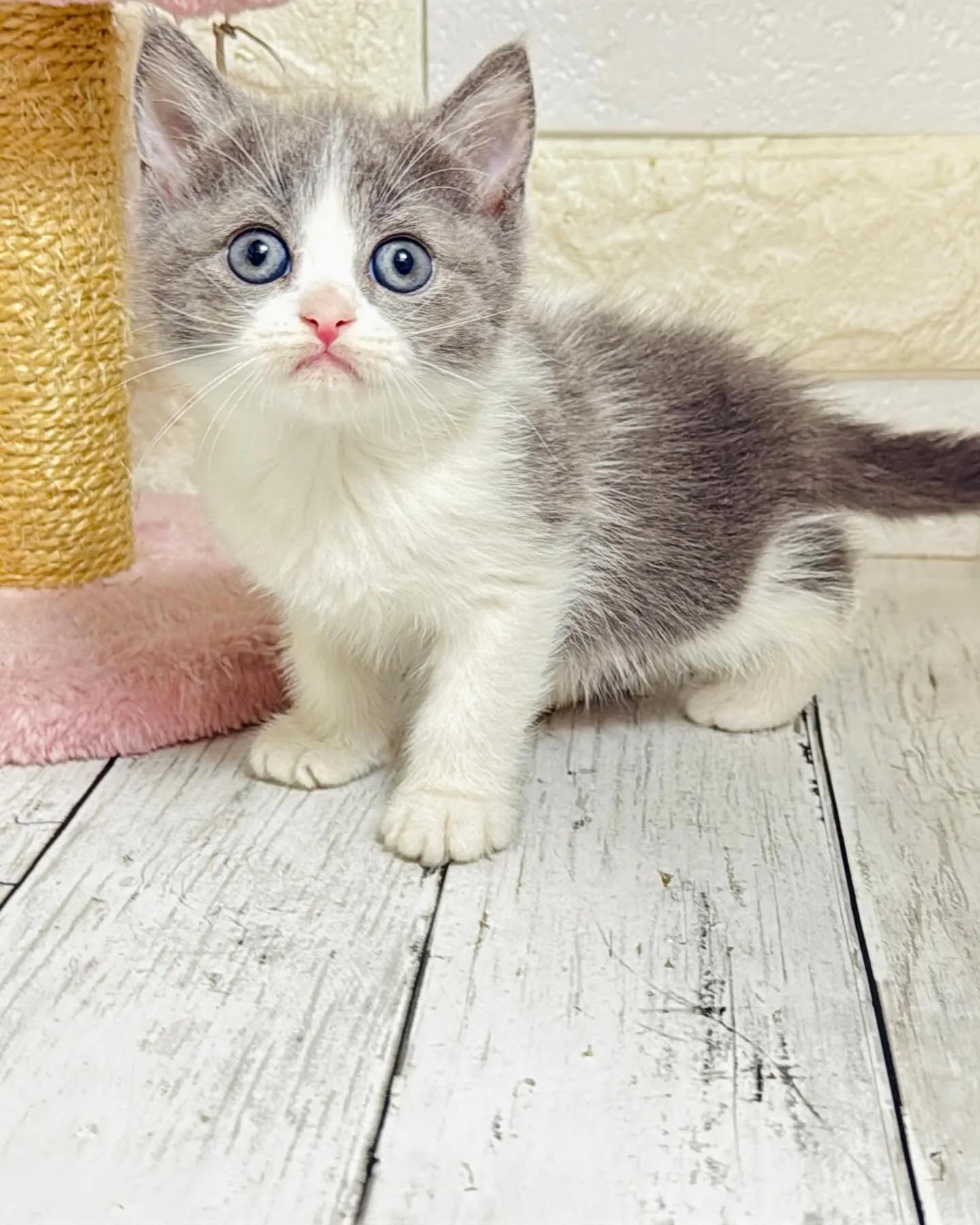 ミヌエット/ブリーダー直販/パピーランドシェリエ/子猫販売