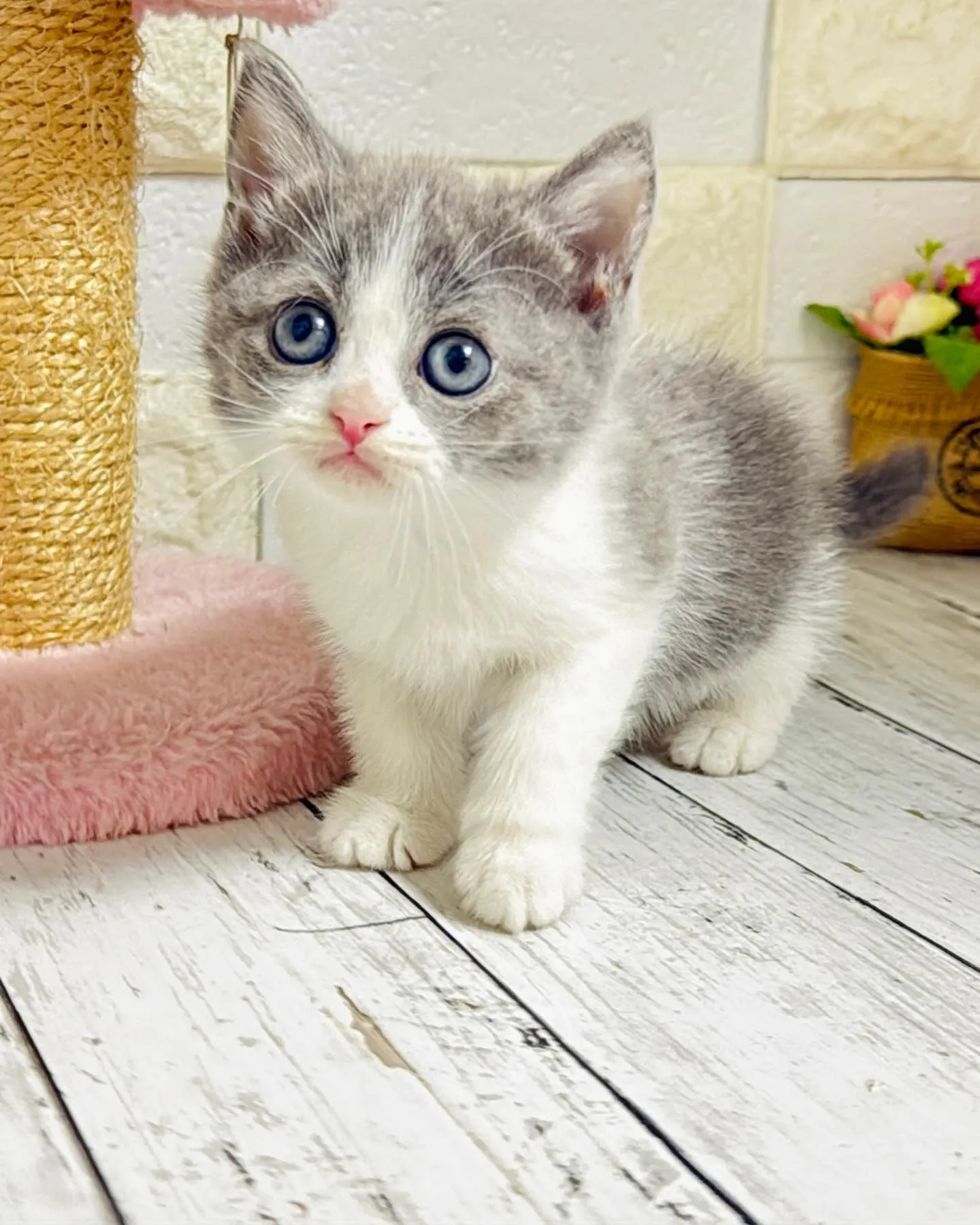 ミヌエット/ブリーダー直販/パピーランドシェリエ/子猫販売