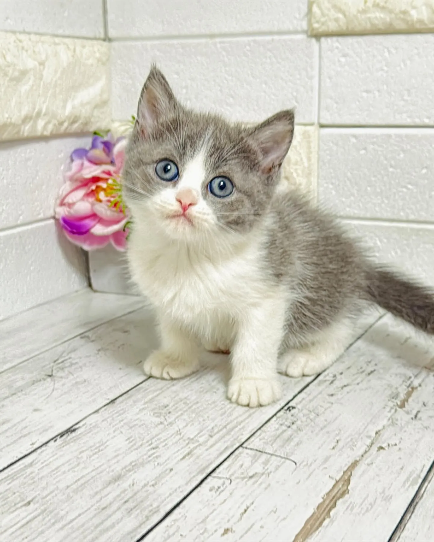 ミヌエット/ブリーダー直販/パピーランドシェリエ/子猫販売