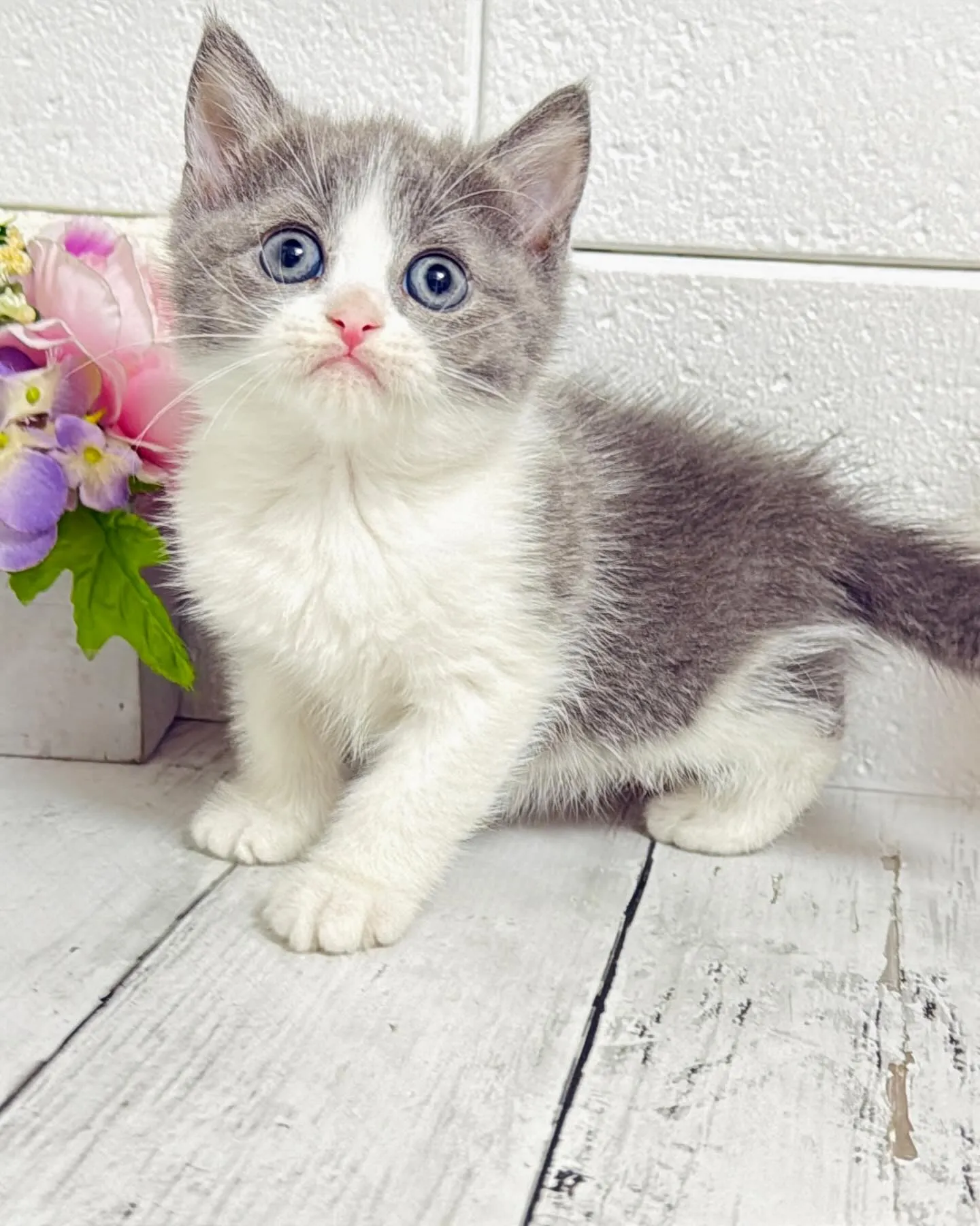 ミヌエット/ブリーダー直販/パピーランドシェリエ/子猫販売