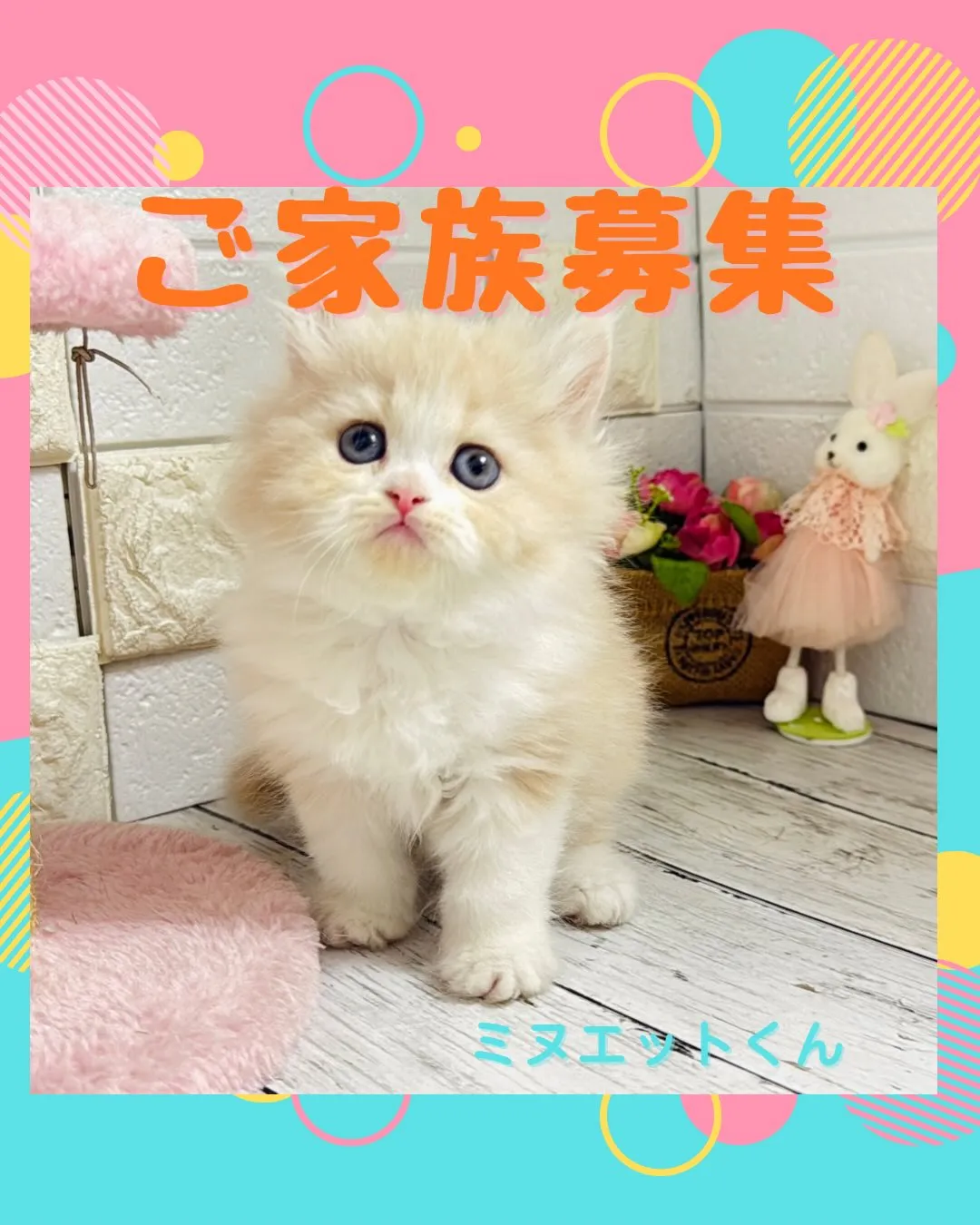ミヌエット/ブリーダー直販/パピーランドシェリエ/子猫販売