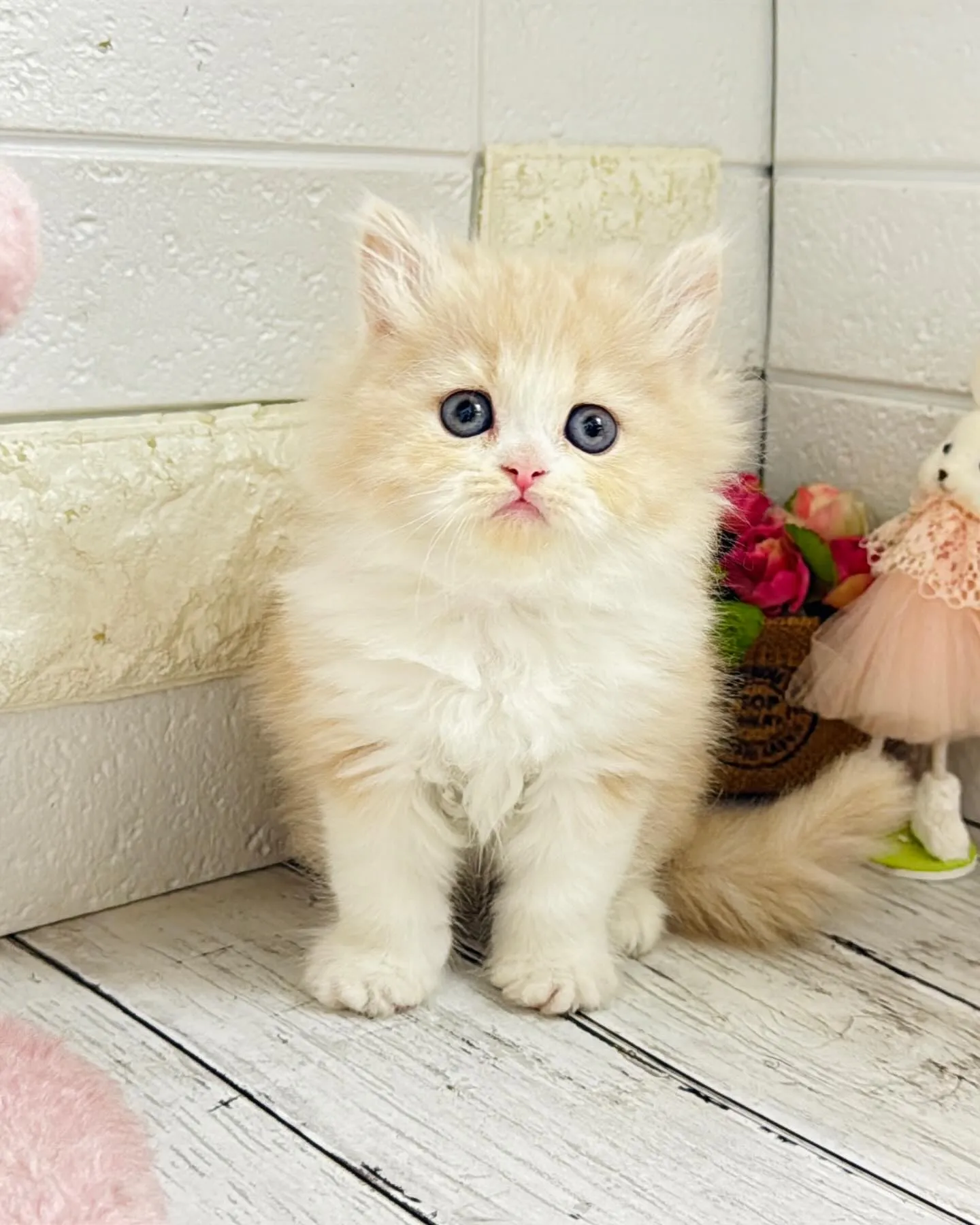 ミヌエット/ブリーダー直販/パピーランドシェリエ/子猫販売